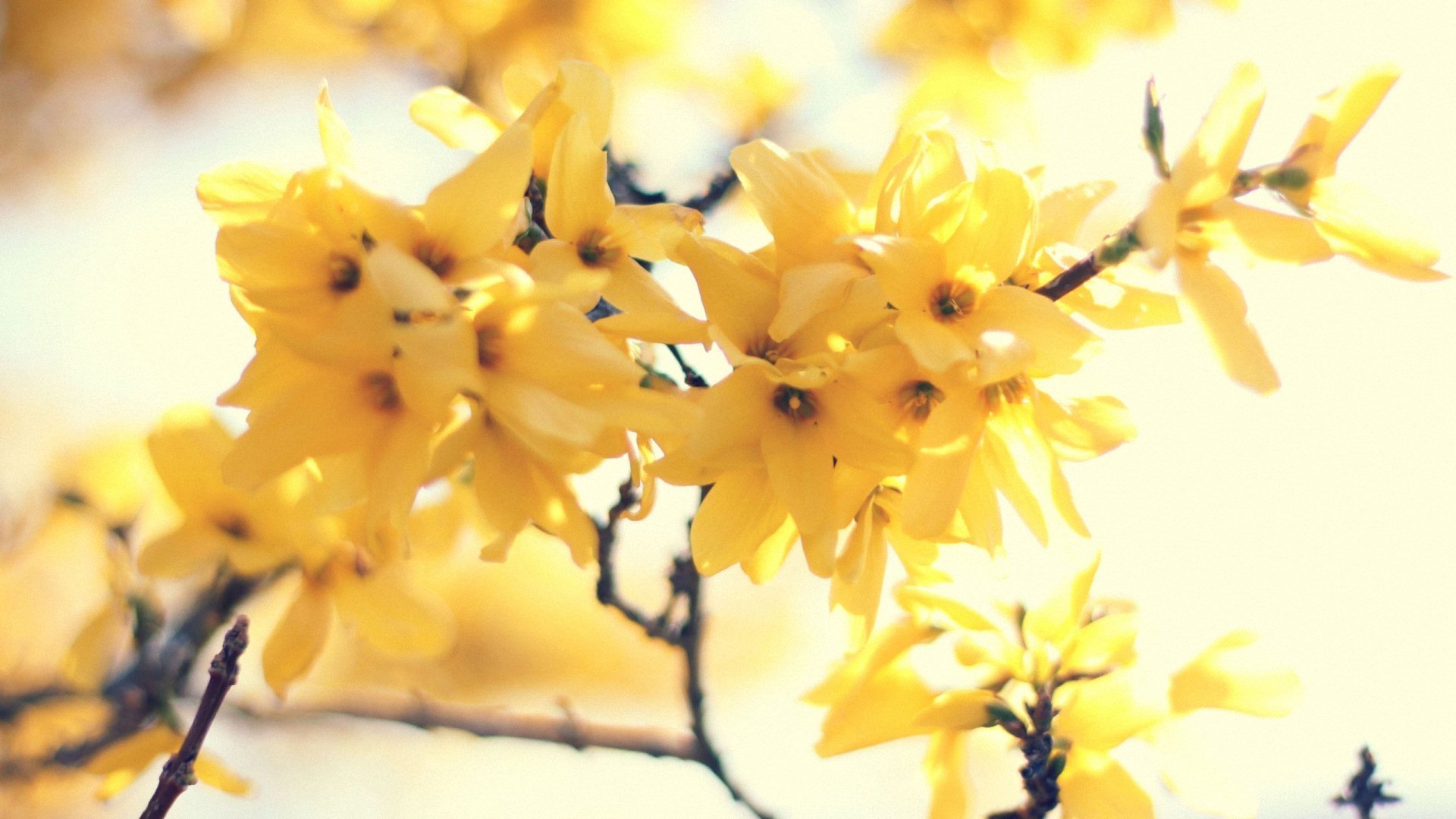 小清新,唯美,温暖,安静,阳光,温馨,儿童桌面专用