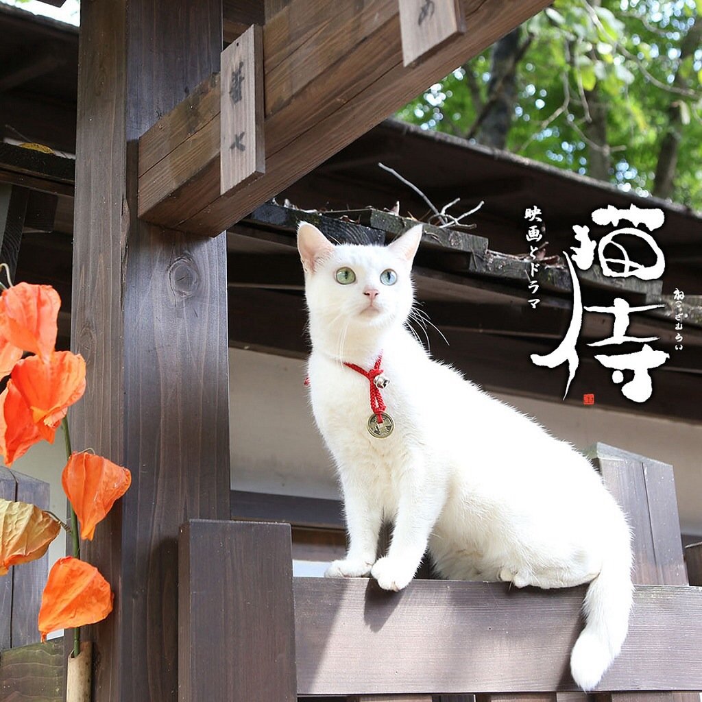 萌宠,儿童桌面专用