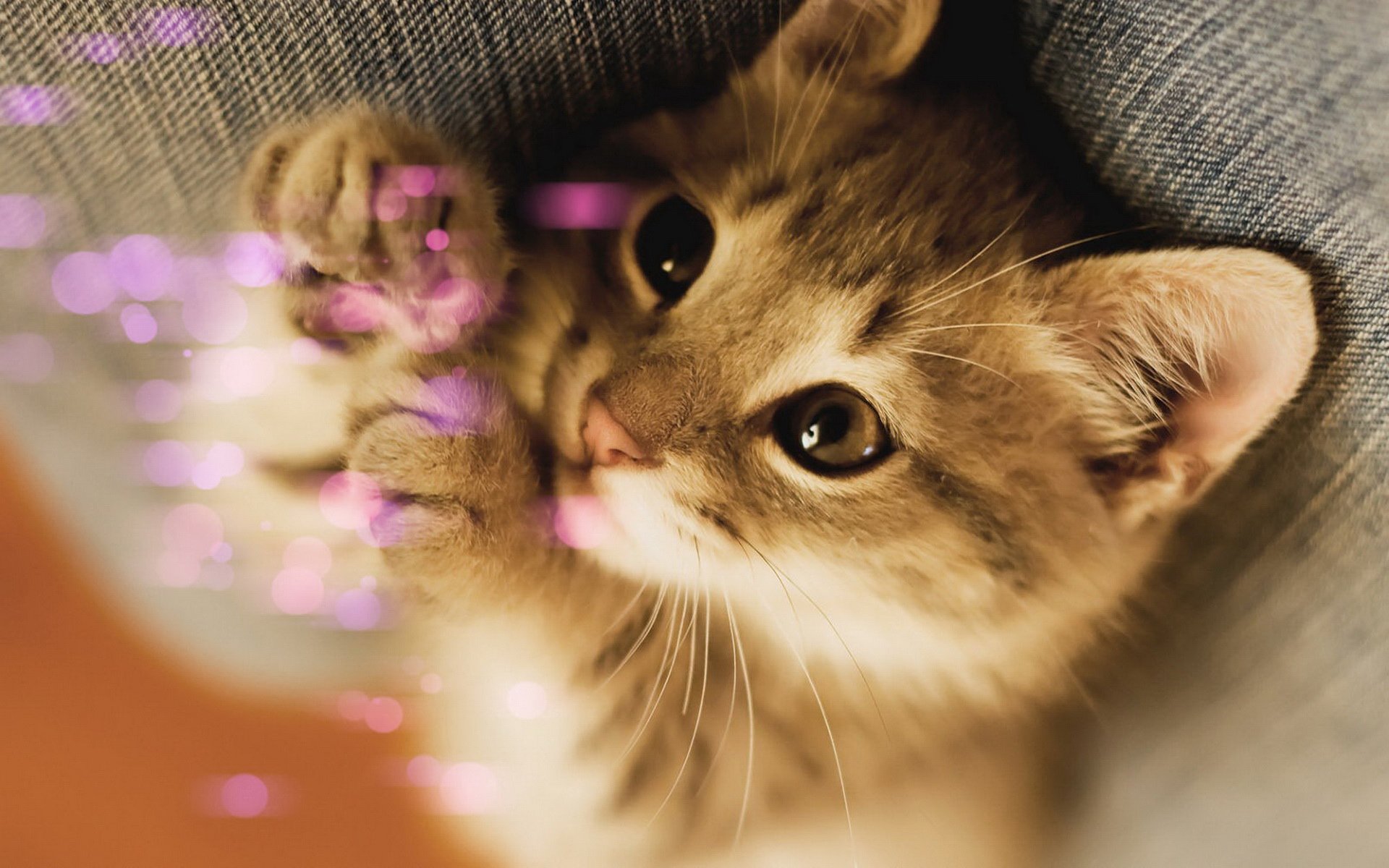 萌宠,儿童桌面专用