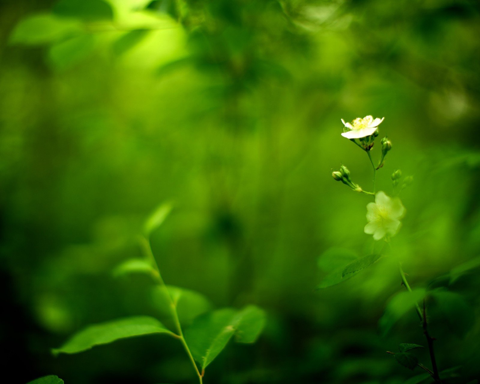 小清新,儿童桌面专用