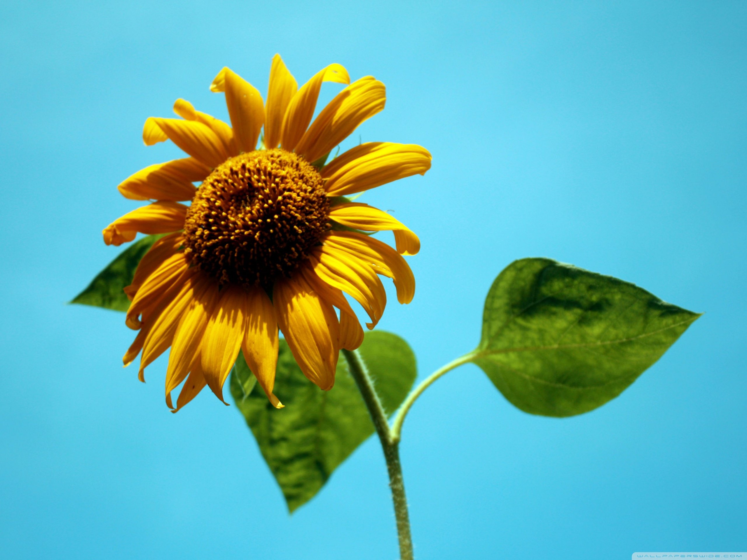 小清新,儿童桌面专用