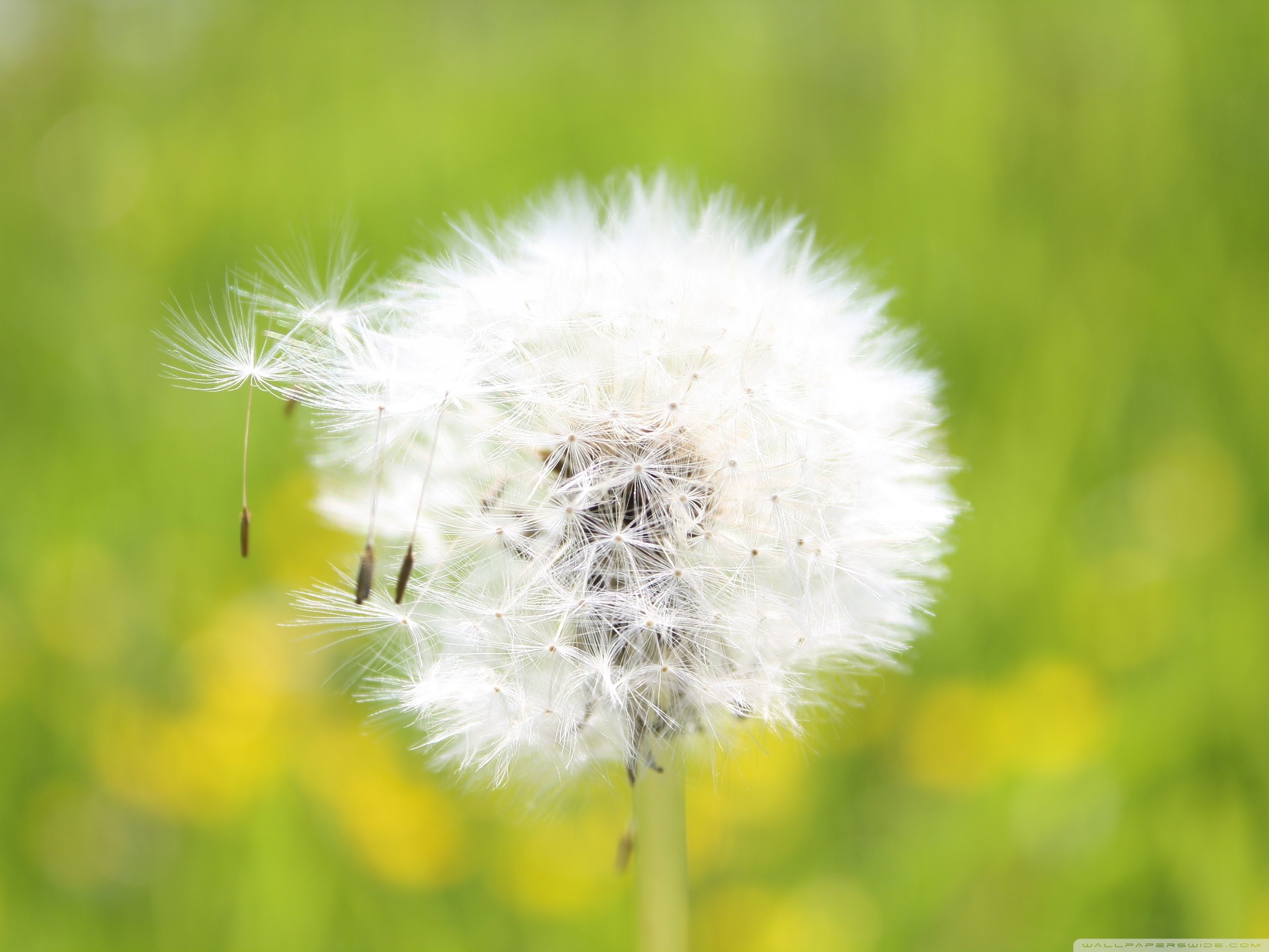 小清新,儿童桌面专用