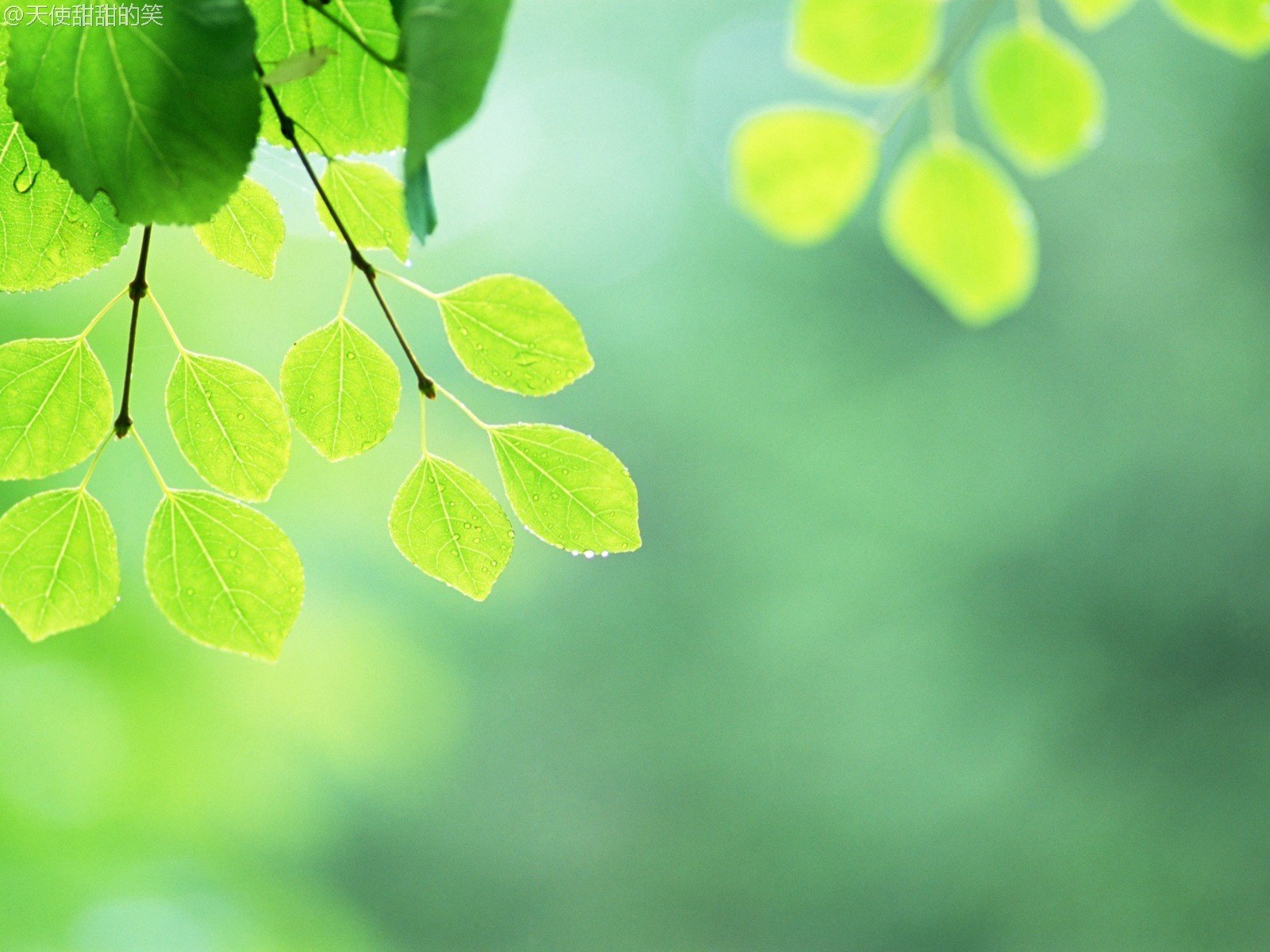 小清新,儿童桌面专用