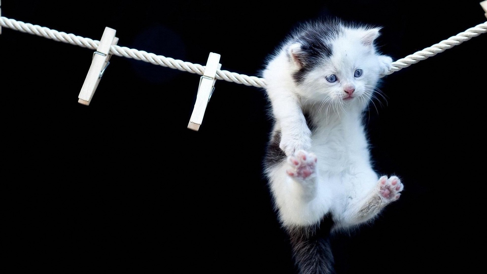 萌宠,动物,儿童桌面专用