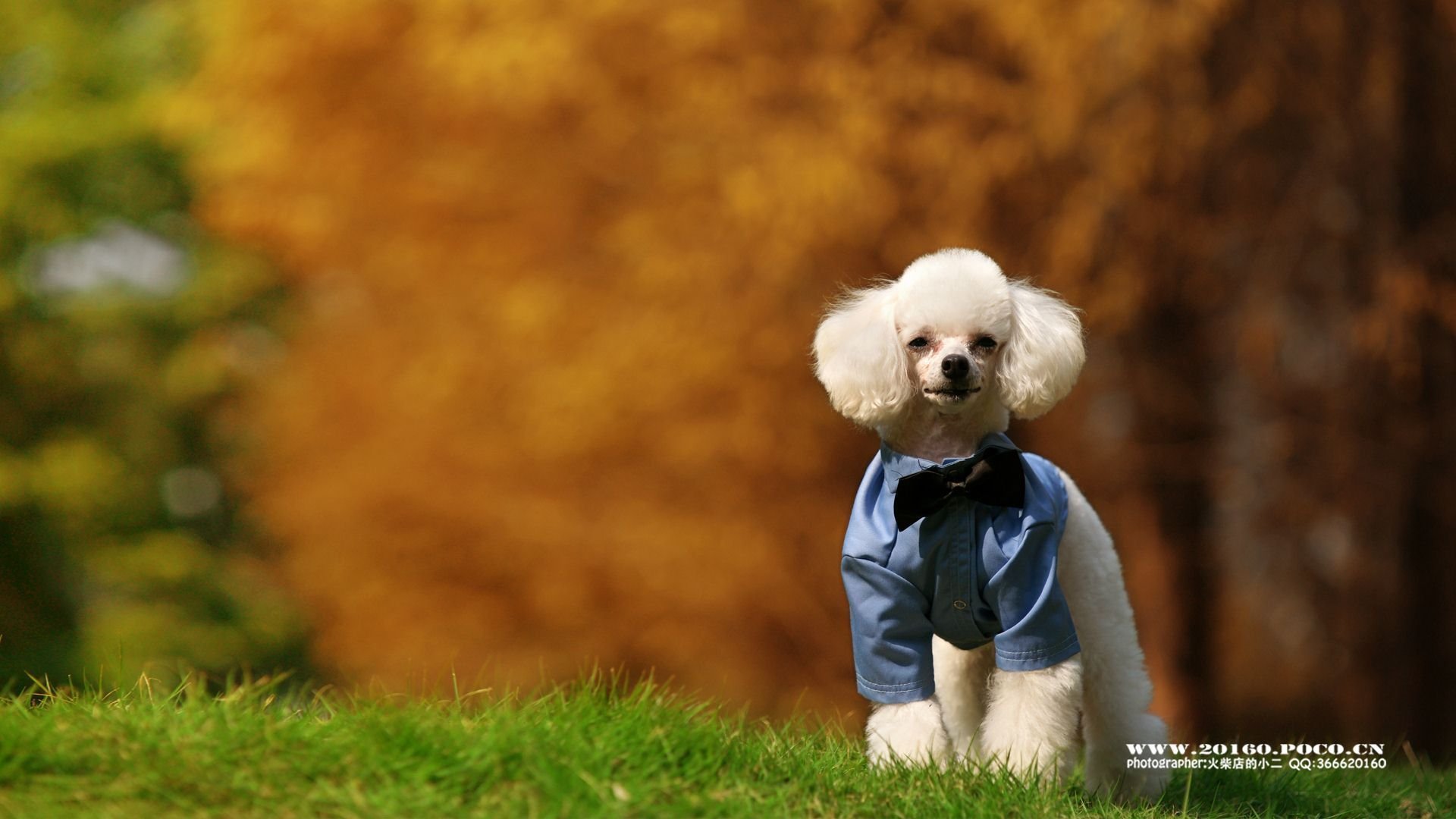 萌宠,可爱,动物,火柴宠摄,儿童桌面专用