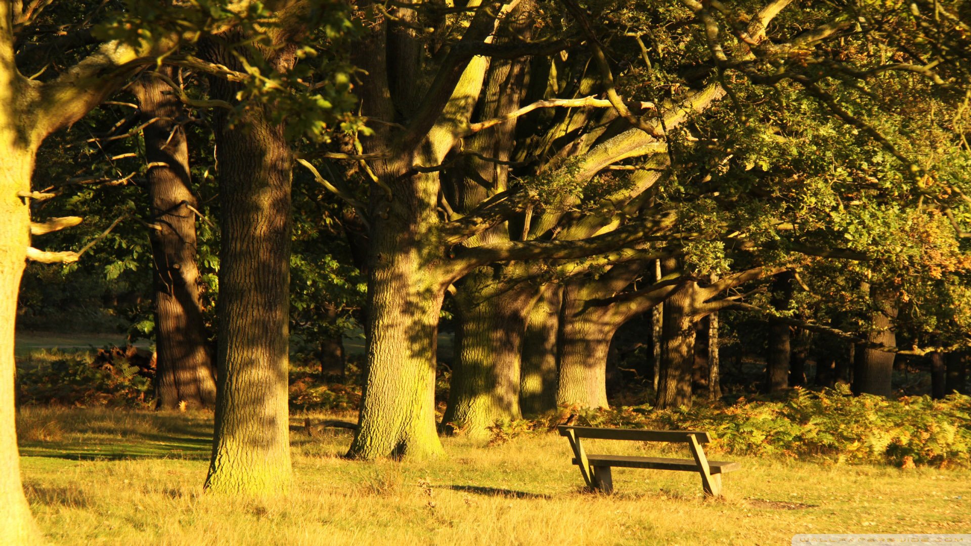 风景,儿童桌面专用