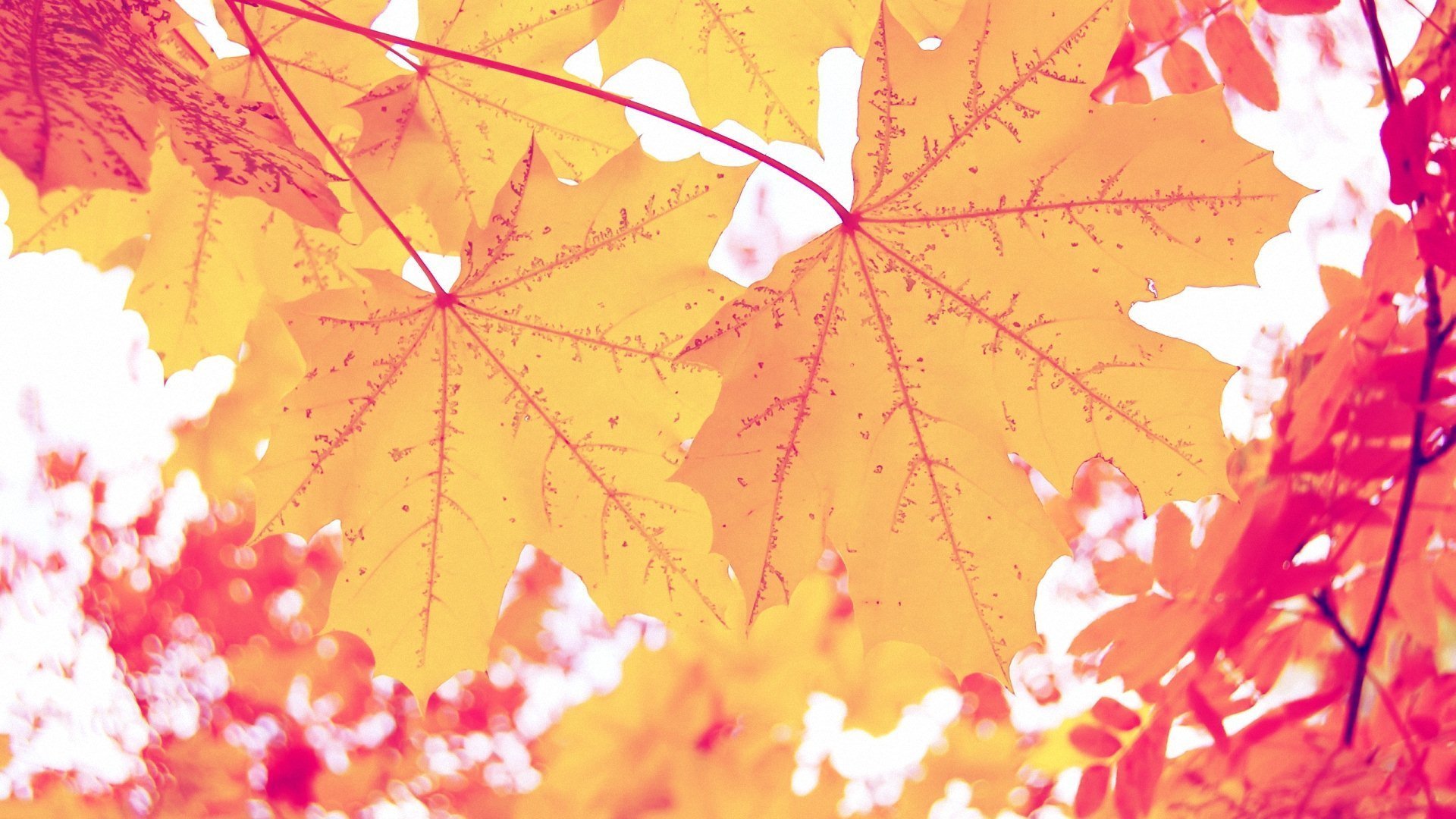 小清新,唯美,温暖,安静,阳光,温馨,儿童桌面专用