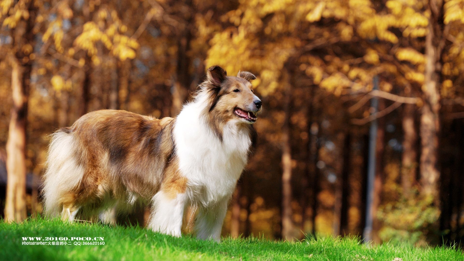 萌宠,可爱,动物,火柴宠摄,儿童桌面专用