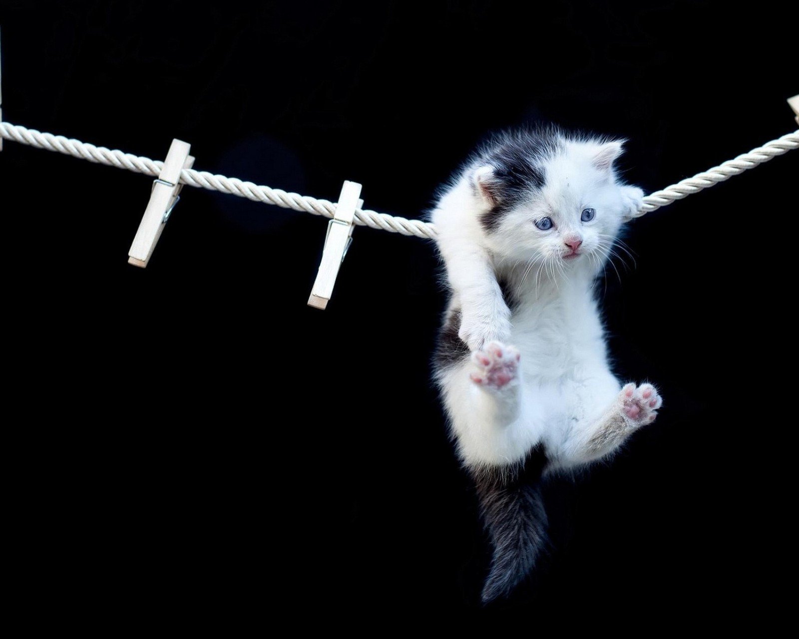 萌宠,儿童桌面专用