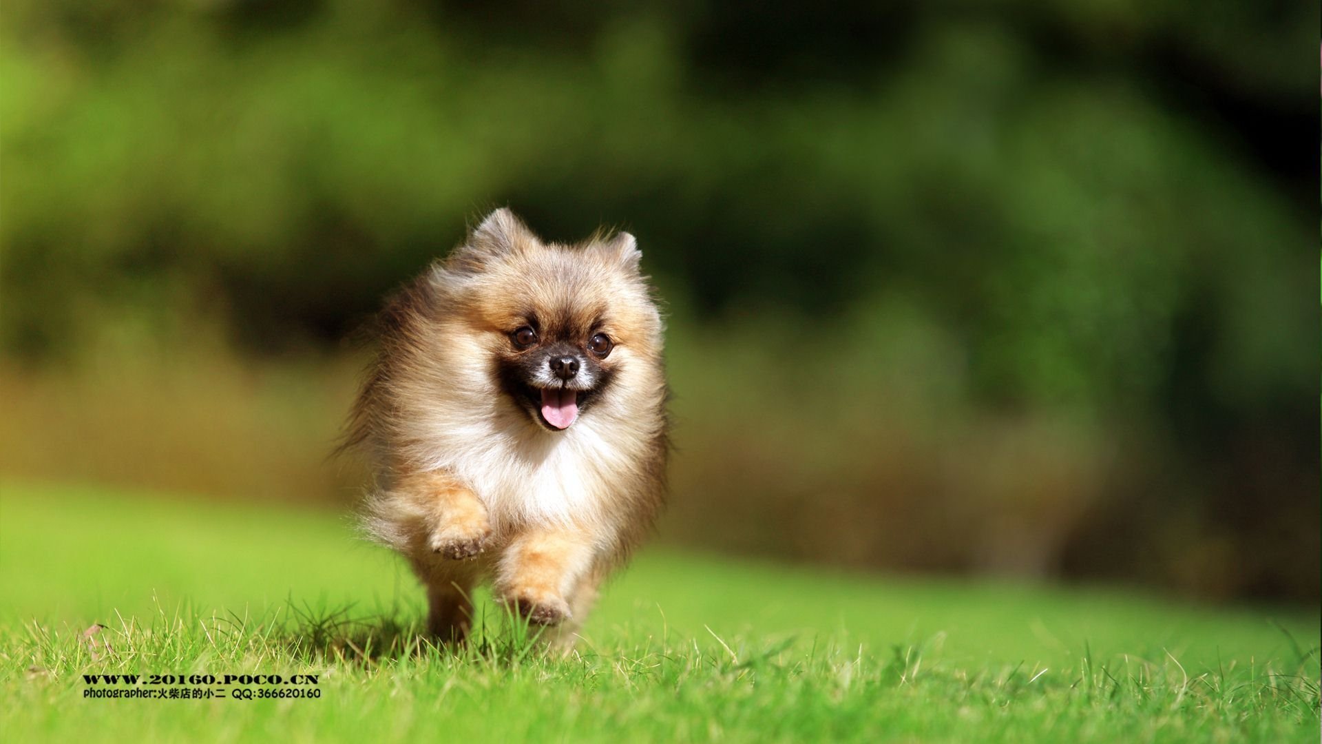 萌宠,可爱,动物,火柴宠摄,儿童桌面专用