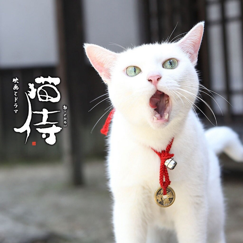 萌宠,儿童桌面专用