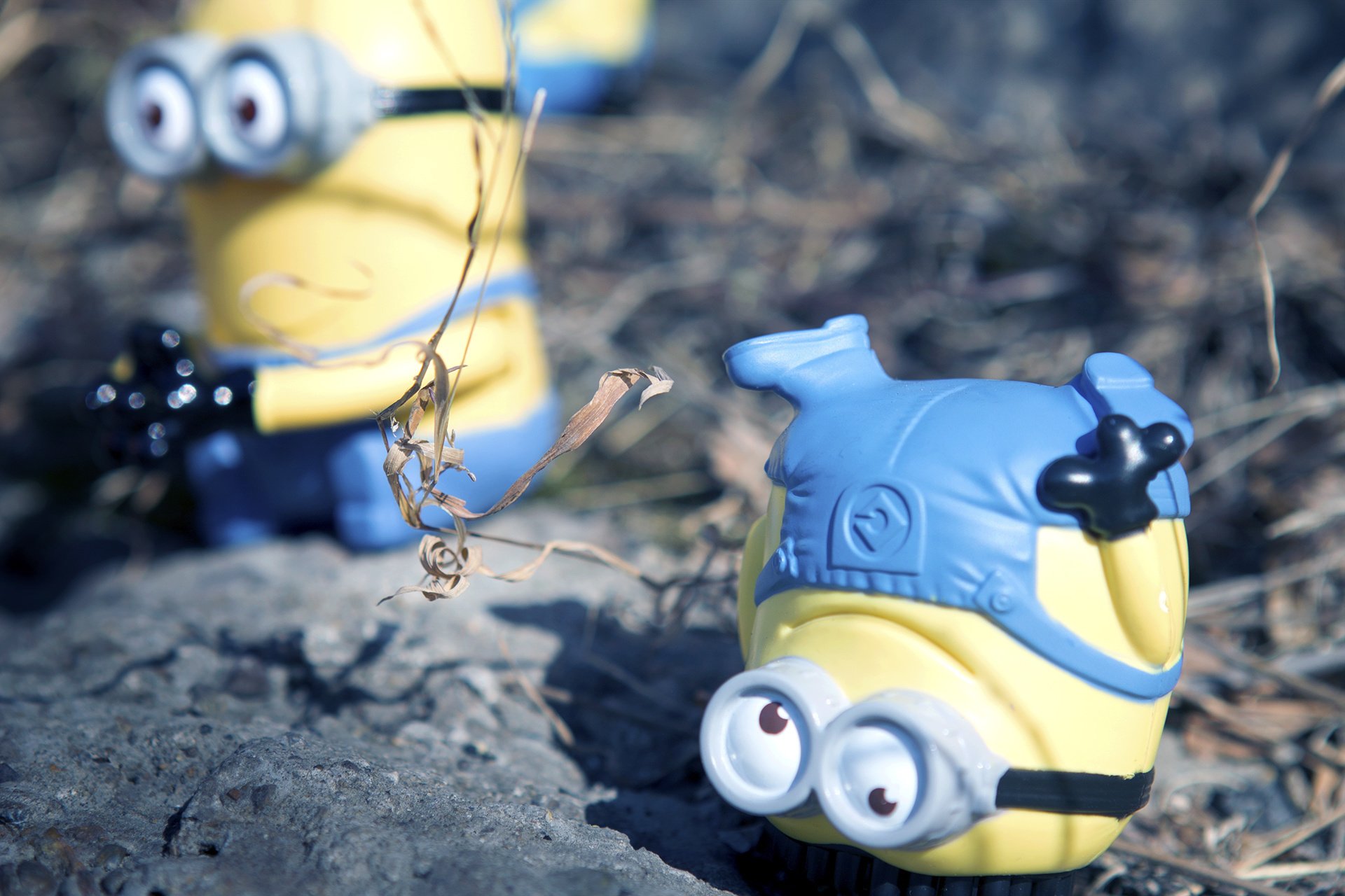 电影,卑鄙的我,神偷奶爸,小黄人,摄影,小黄人专辑