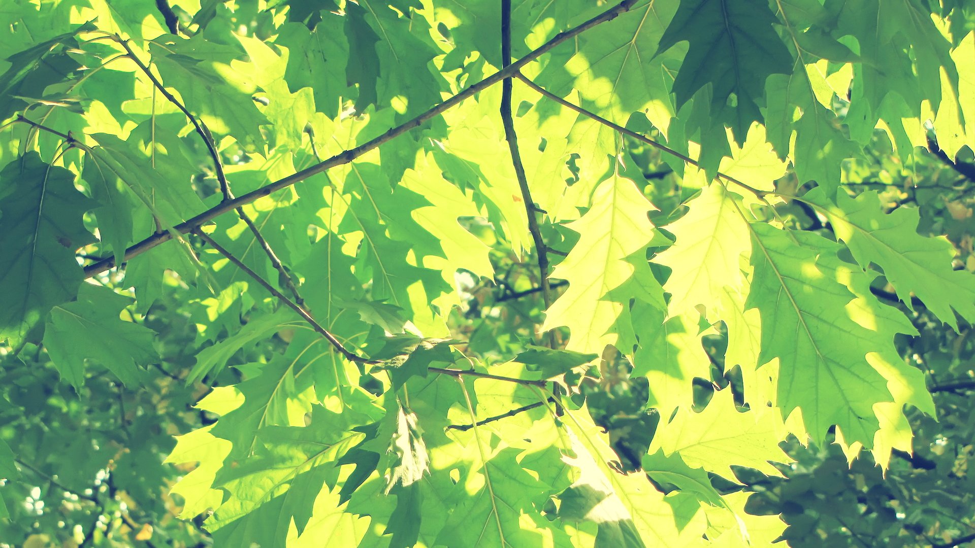 风景,儿童桌面专用