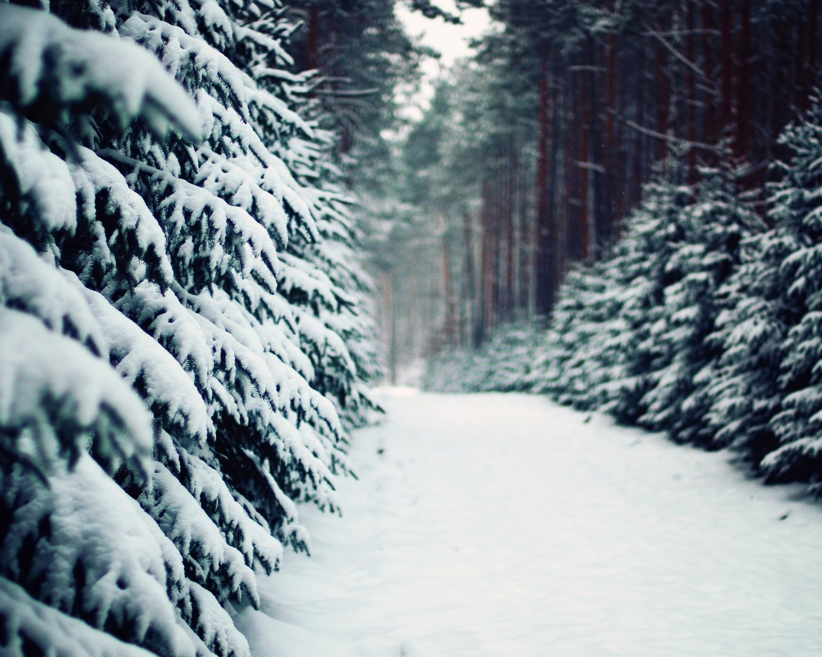 风景,儿童桌面专用