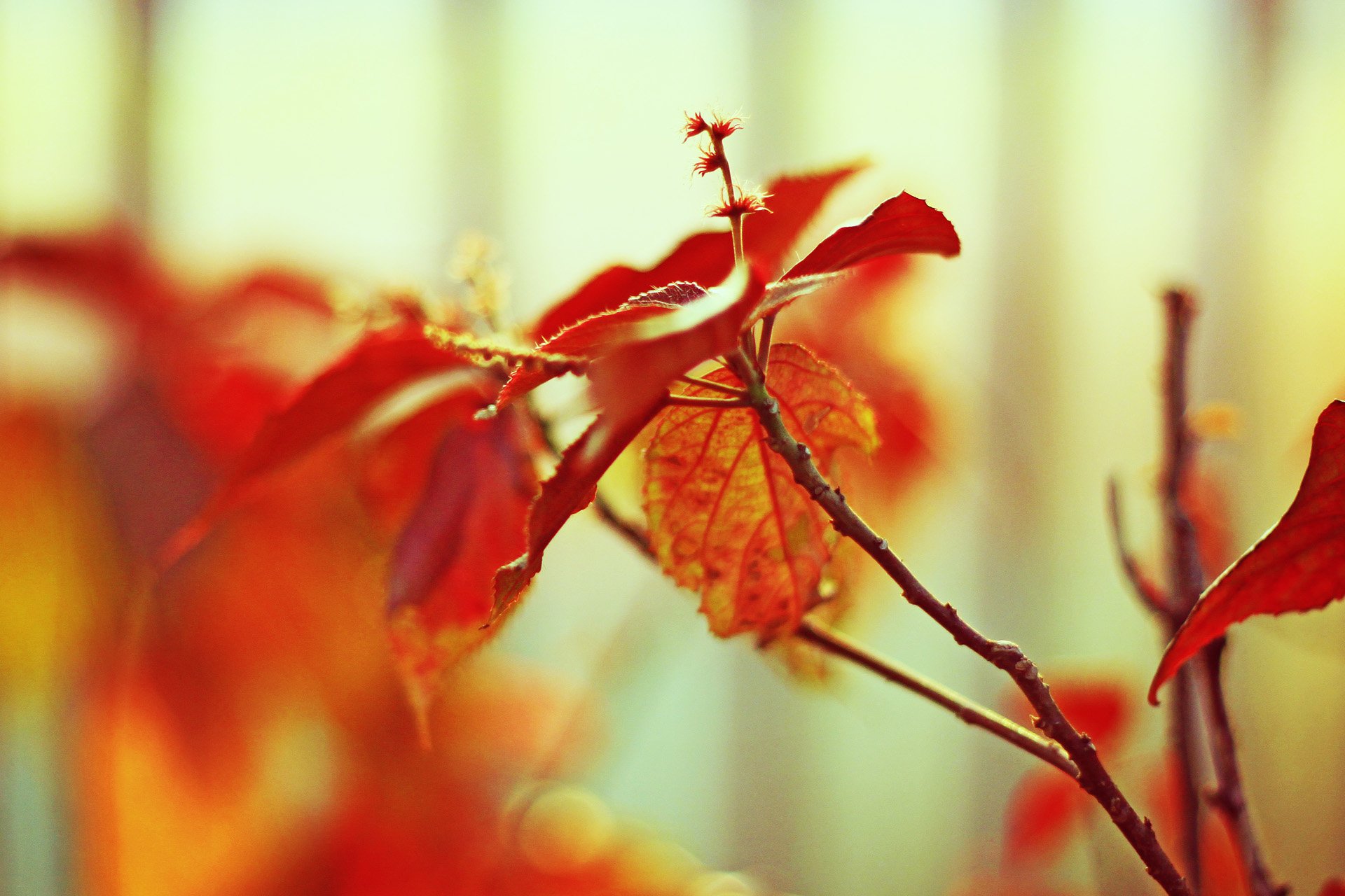 小清新,儿童桌面专用