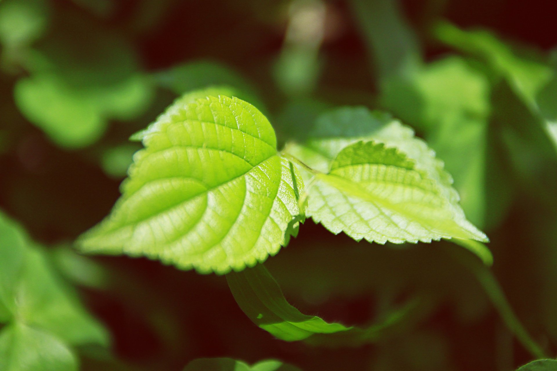 小清新,儿童桌面专用