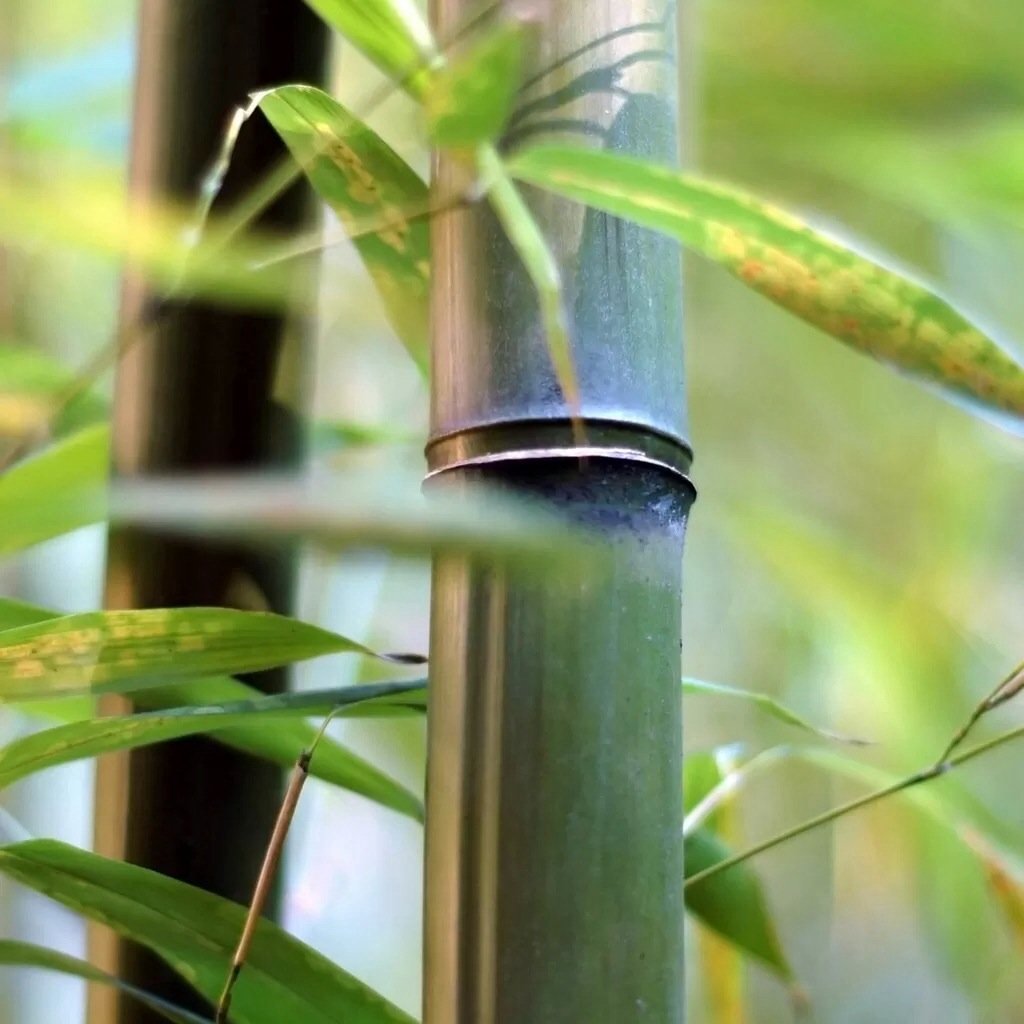 小清新,儿童桌面专用