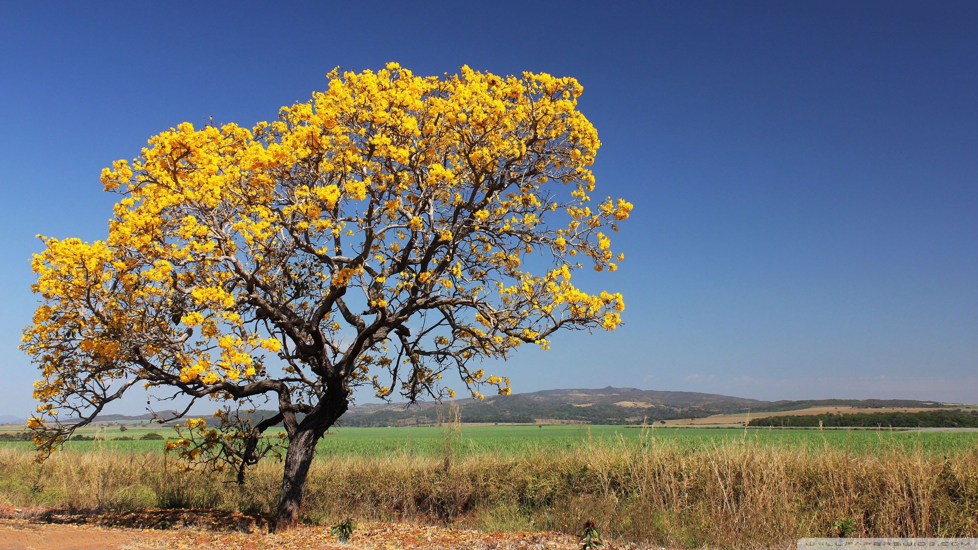 风景,儿童桌面专用