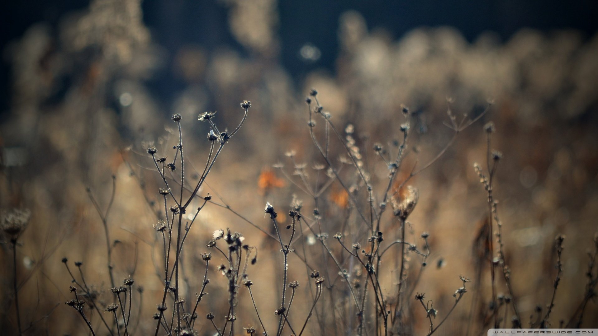 风景,儿童桌面专用