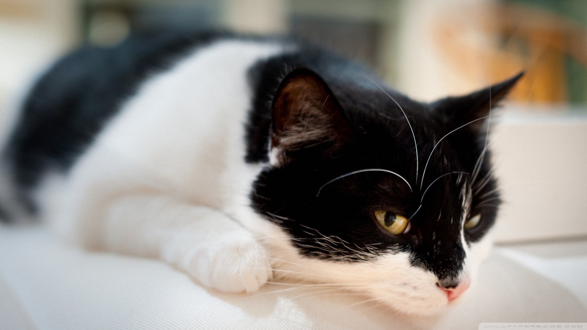 萌宠,动物,儿童桌面专用