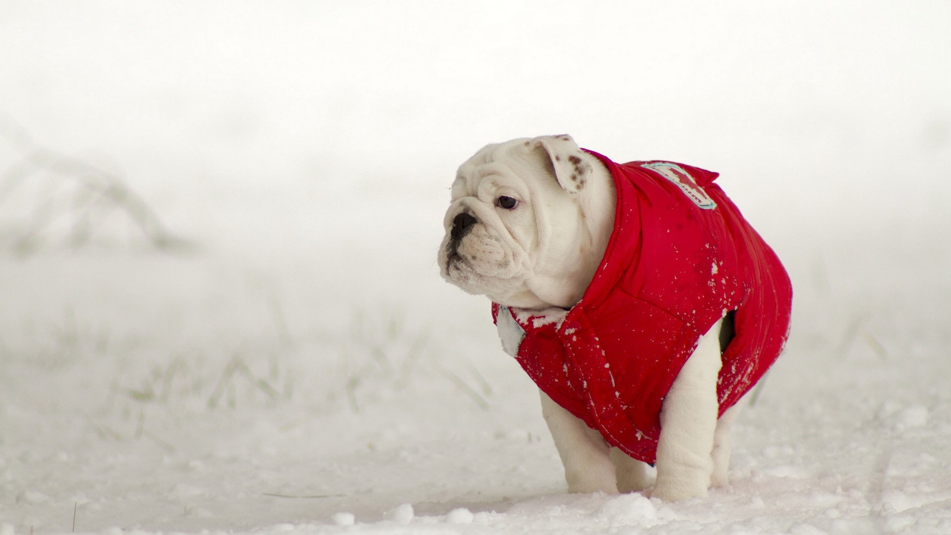 萌宠,汪星人,狗,可爱,卖萌图,儿童桌面专用