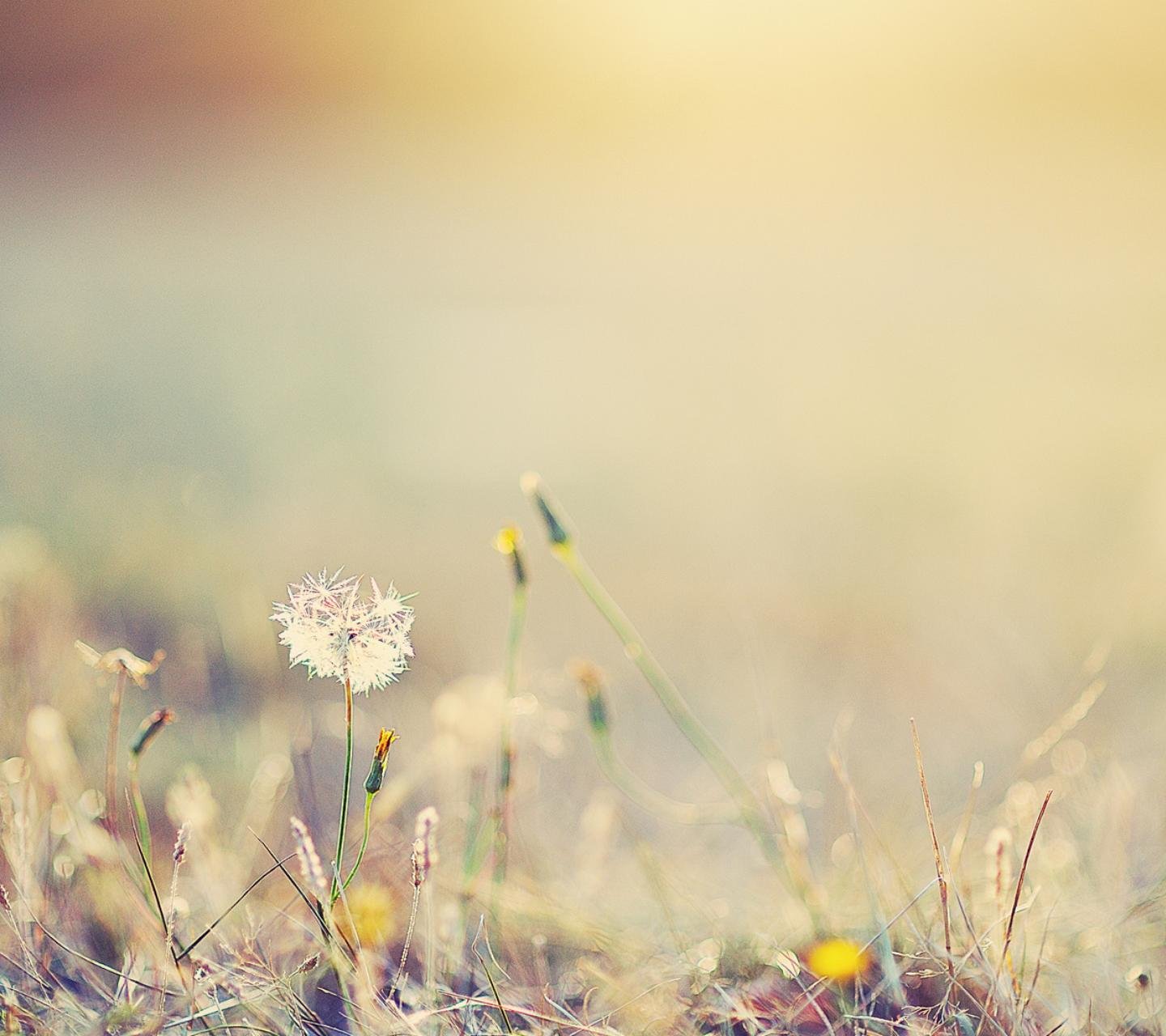 小清新,儿童桌面专用