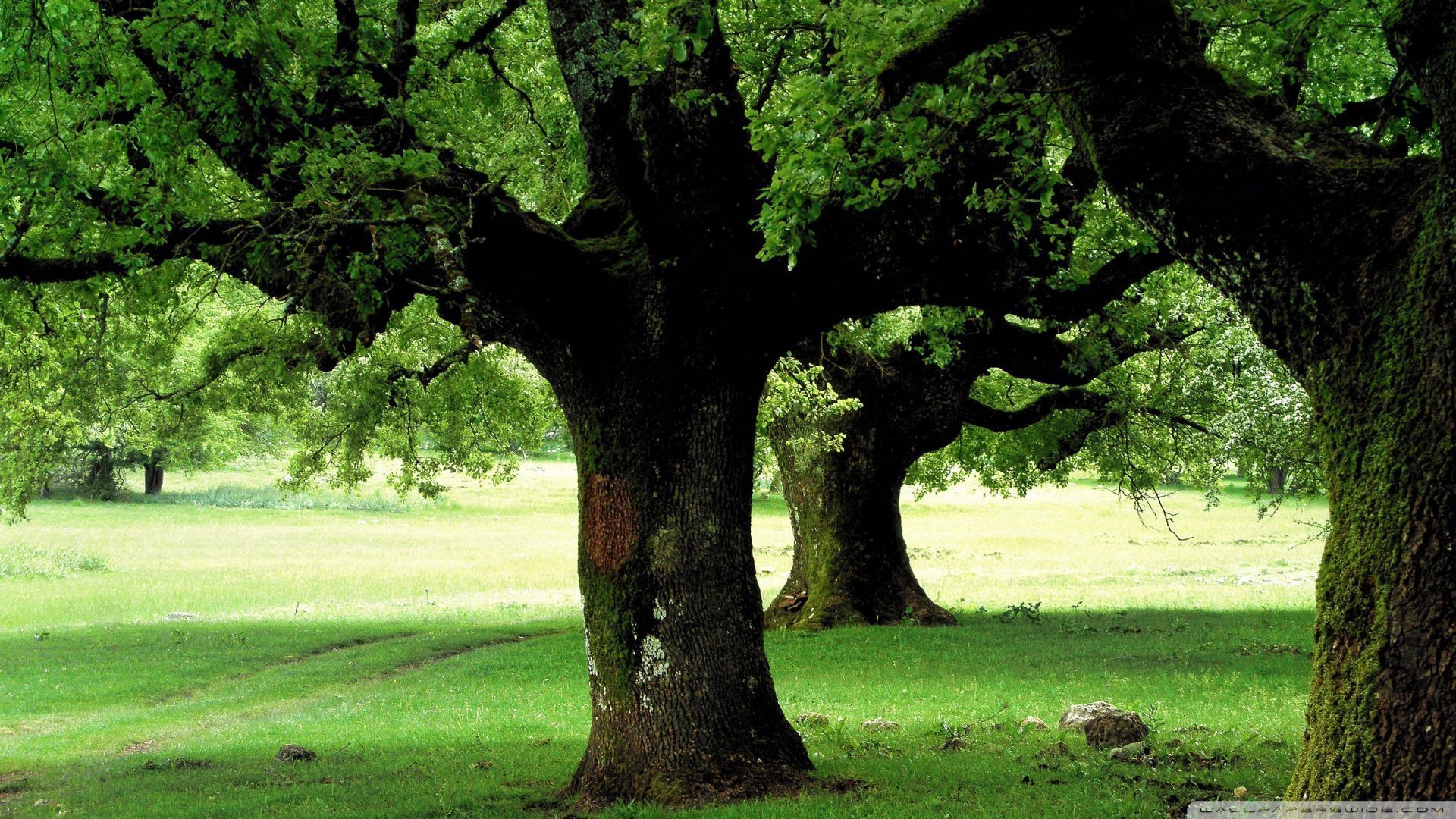 风景大片,美景,唯美,心旷神怡,儿童桌面专用