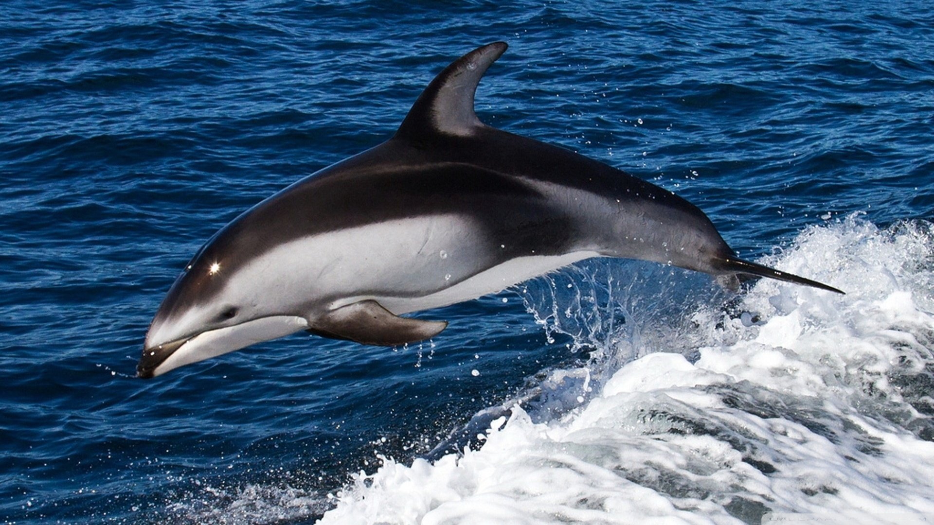 萌宠,儿童桌面专用