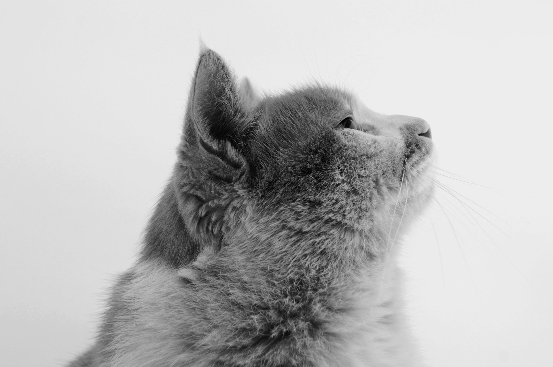 萌宠,儿童桌面专用