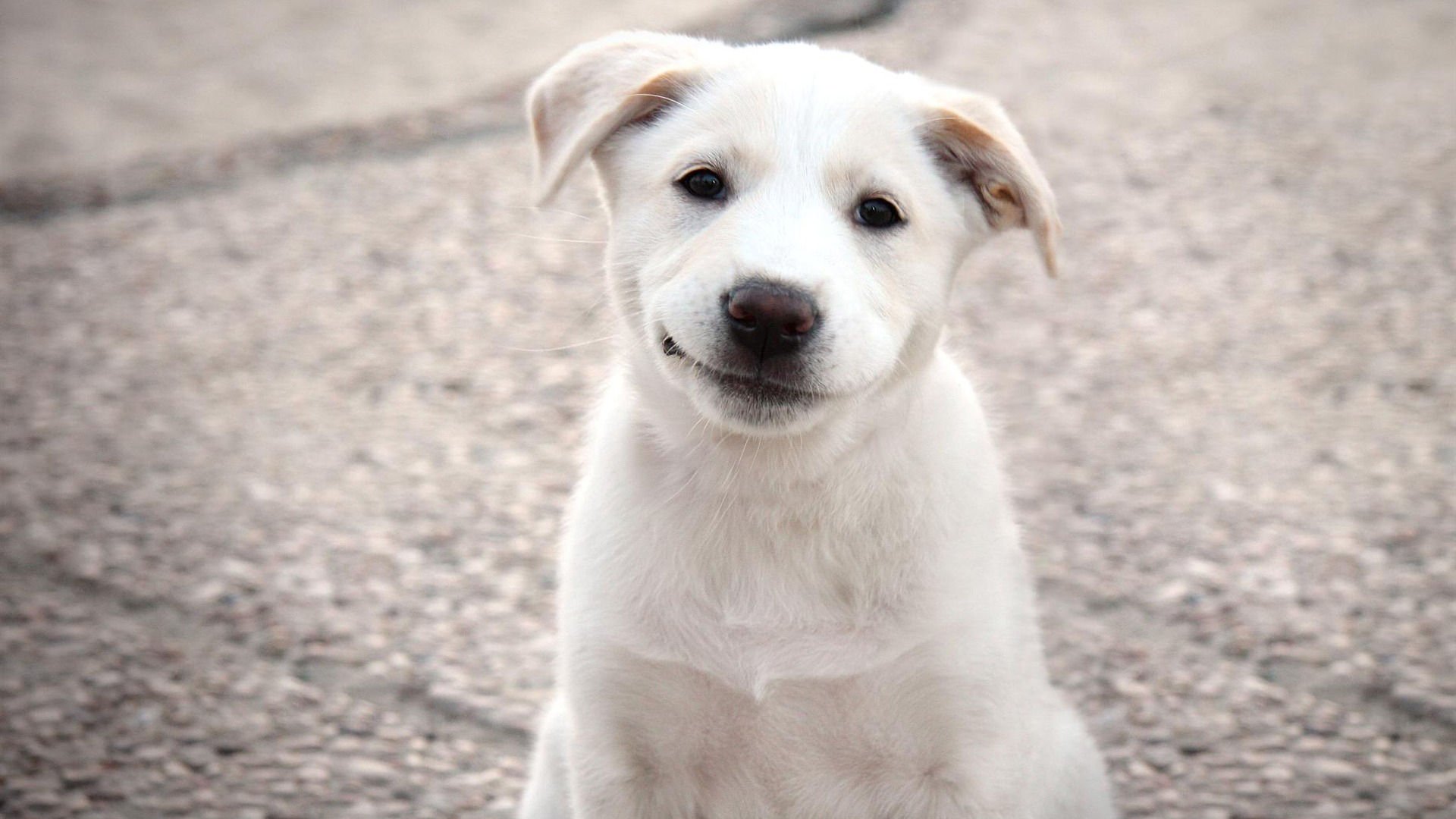 萌宠,汪星人,宠物,动物,可爱,卖萌,搞笑图,憨态百出,狗,儿童桌面专用