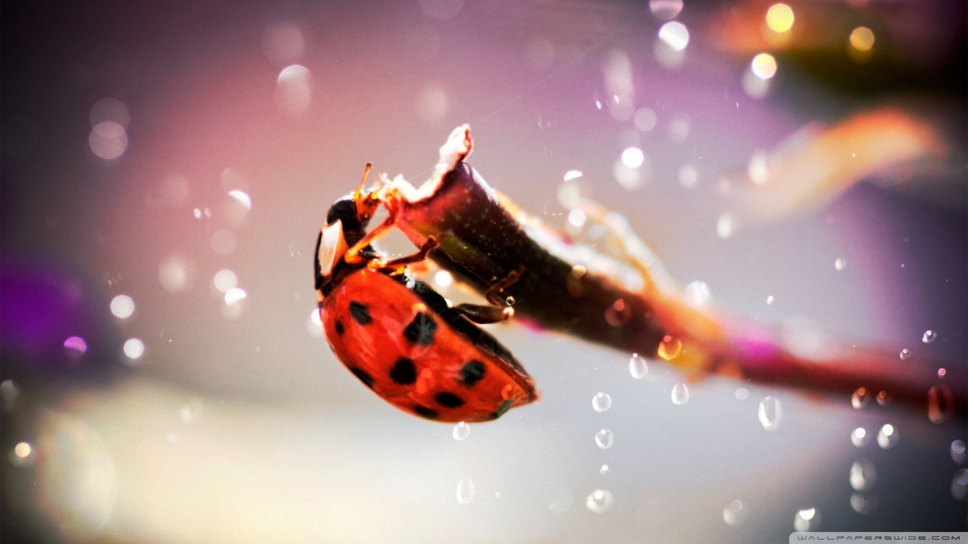 萌宠,动物,儿童桌面专用