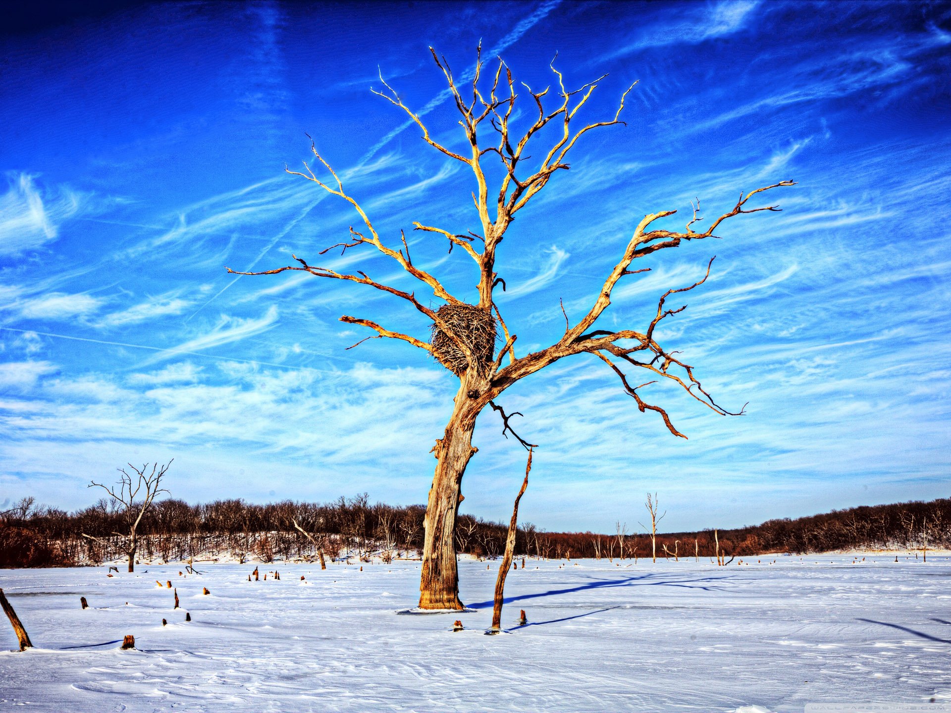 风景,儿童桌面专用