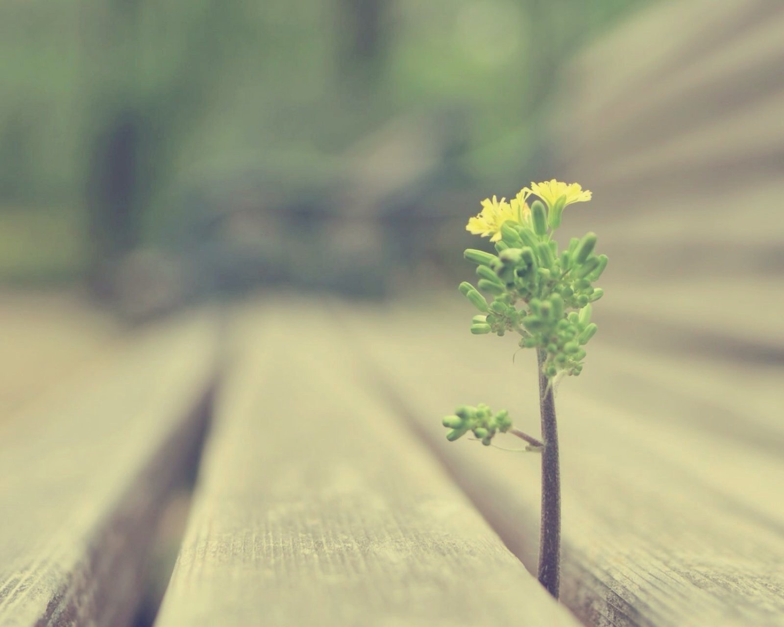 小清新,儿童桌面专用