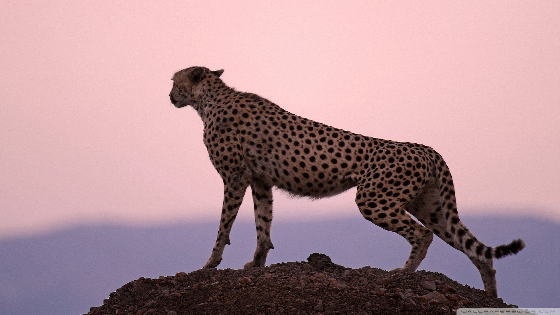 萌宠,动物,儿童桌面专用