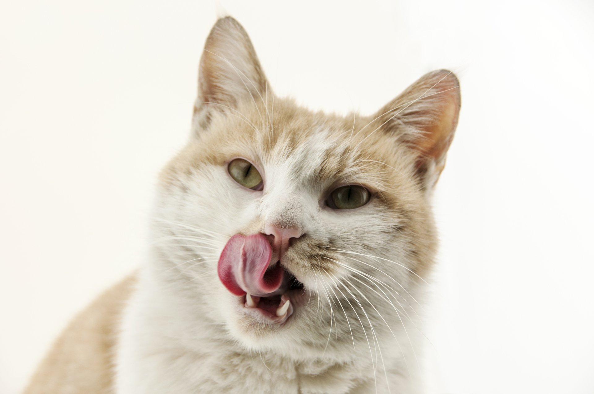 萌宠,儿童桌面专用