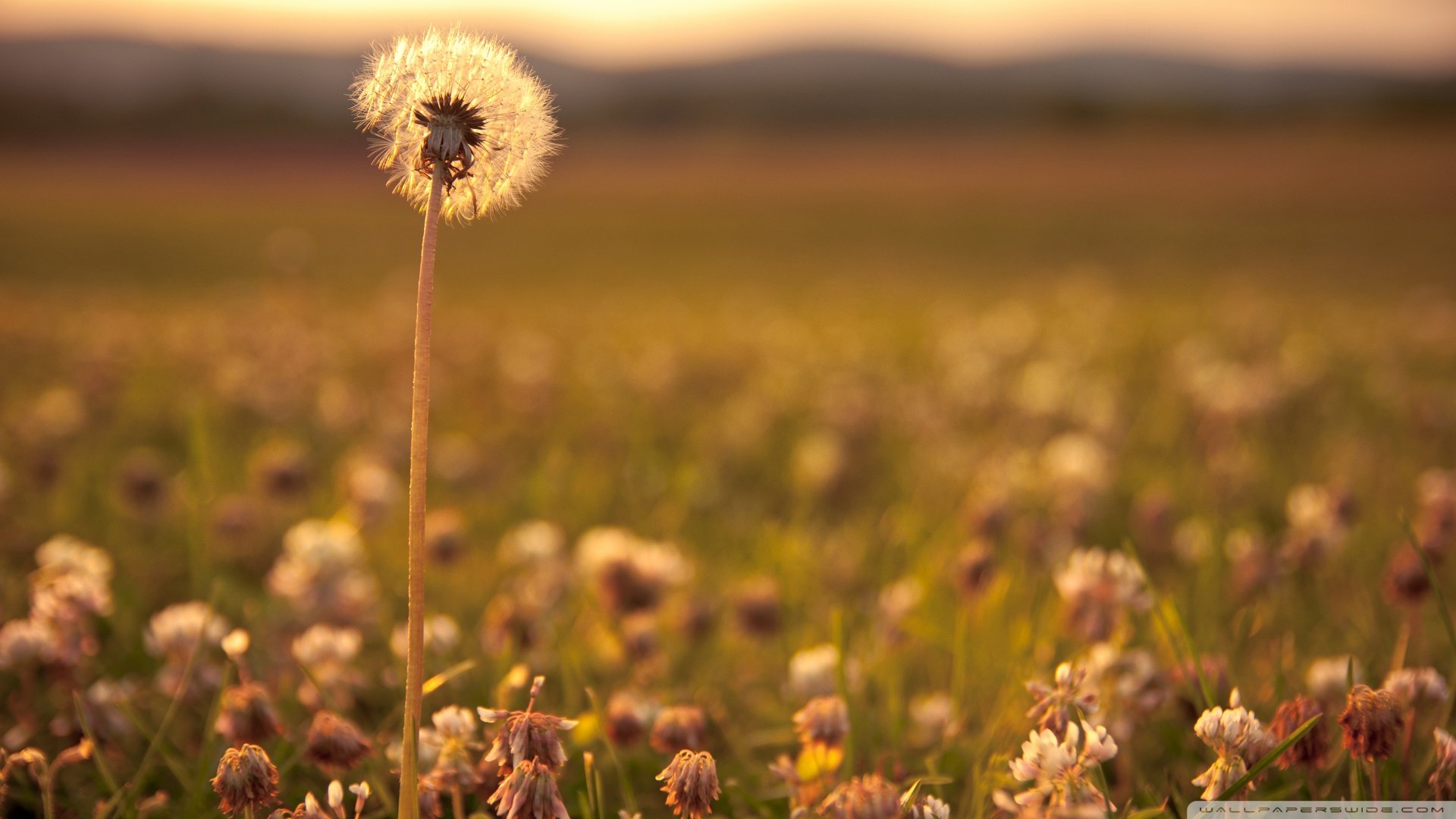 风景,儿童桌面专用