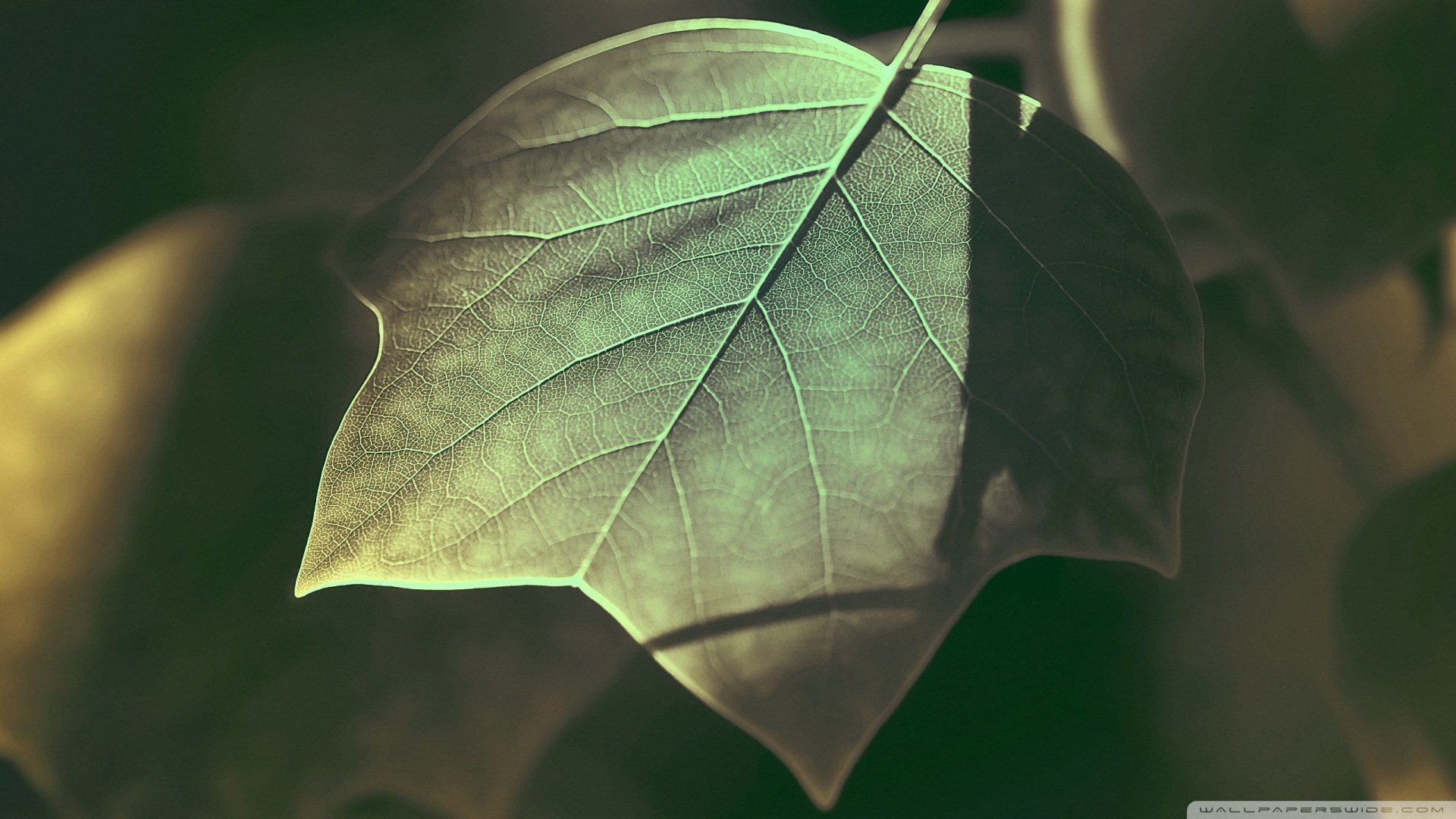 小清新,唯美,温暖,安静,阳光,温馨