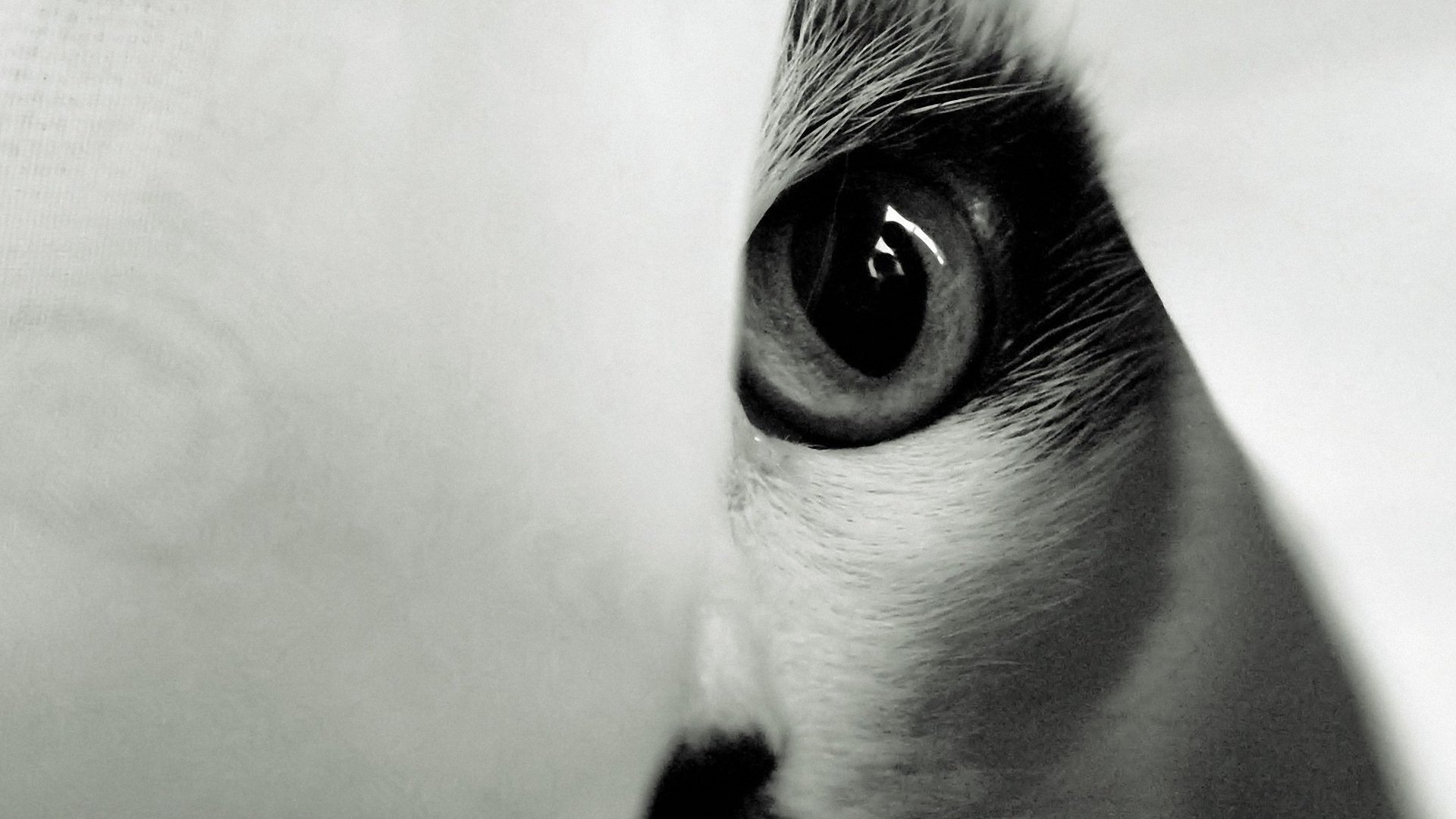 萌宠,动物,儿童桌面专用