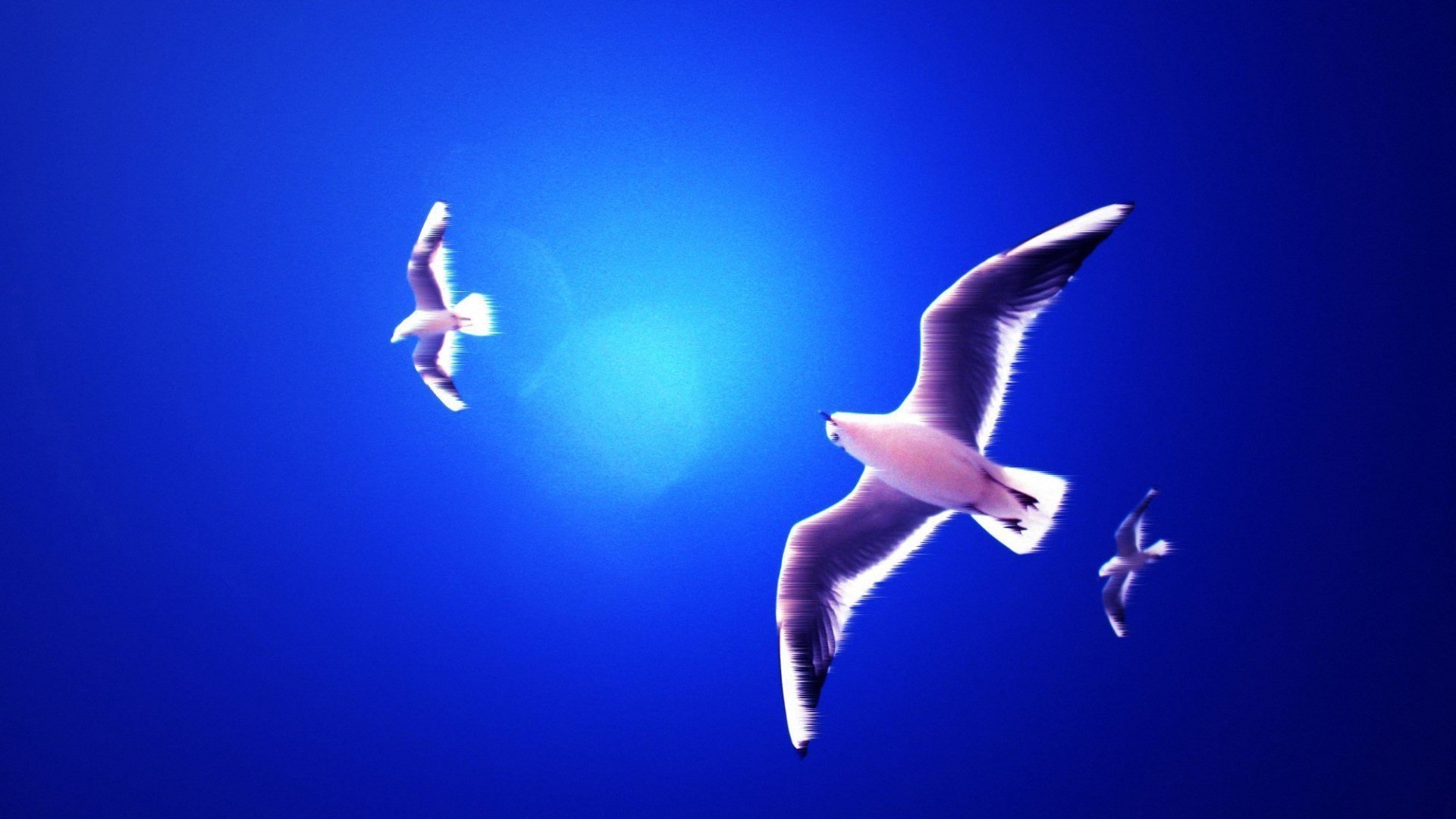 萌宠,动物,儿童桌面专用