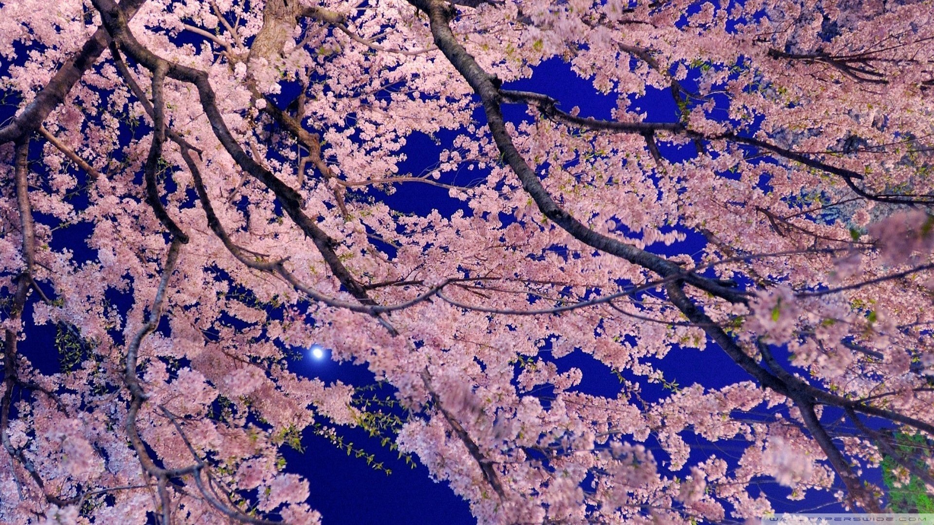 风景大片,美景,唯美,心旷神怡,儿童桌面专用