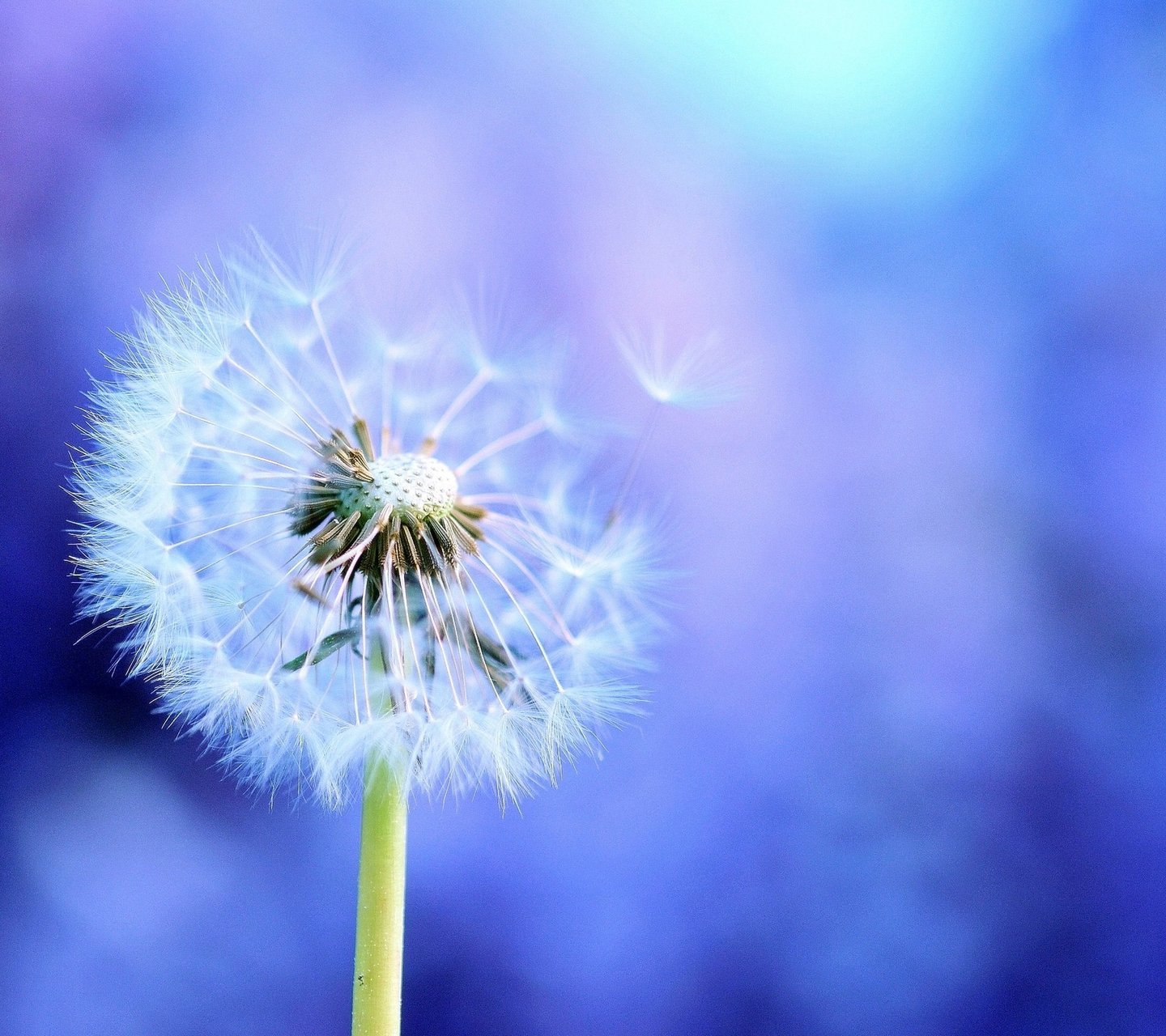 小清新,儿童桌面专用