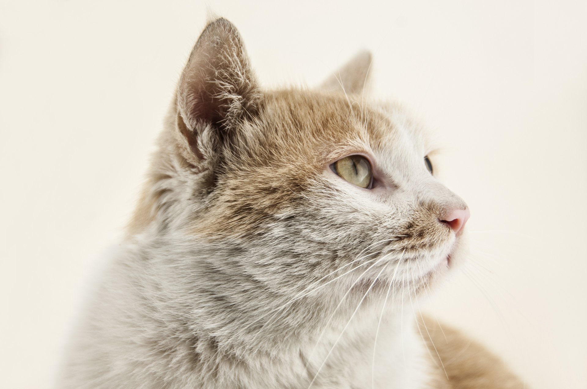 萌宠,儿童桌面专用