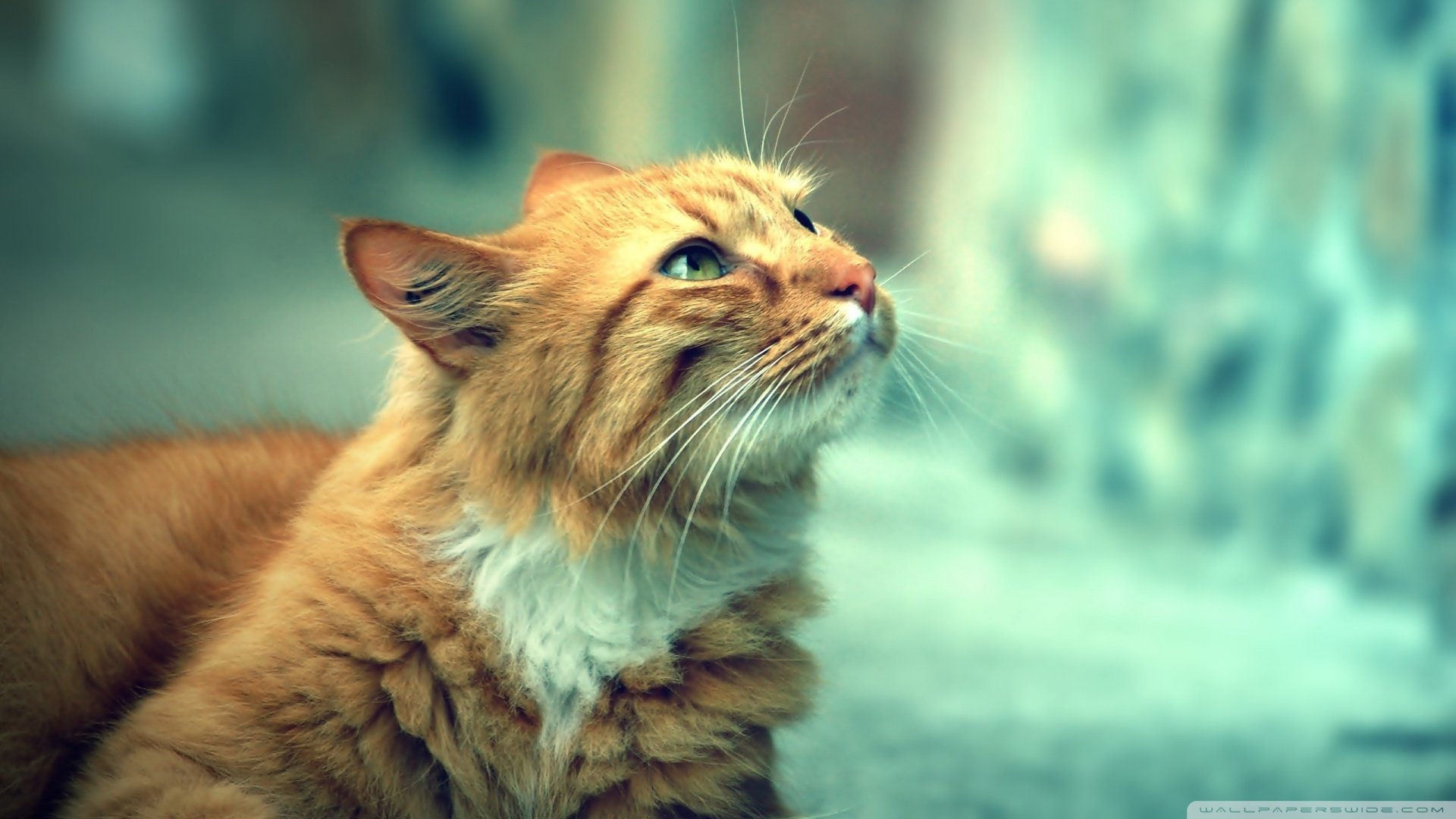 萌宠,儿童桌面专用