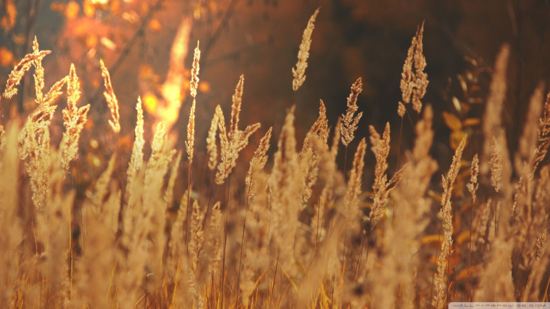 风景,儿童桌面专用
