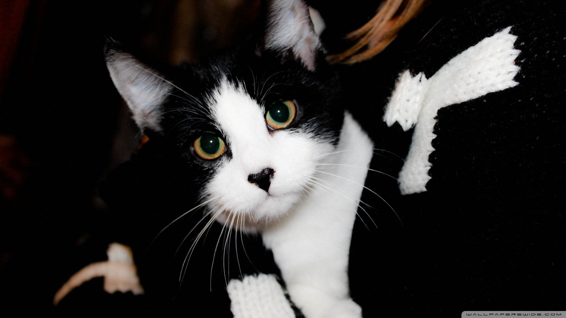 萌宠,动物,儿童桌面专用