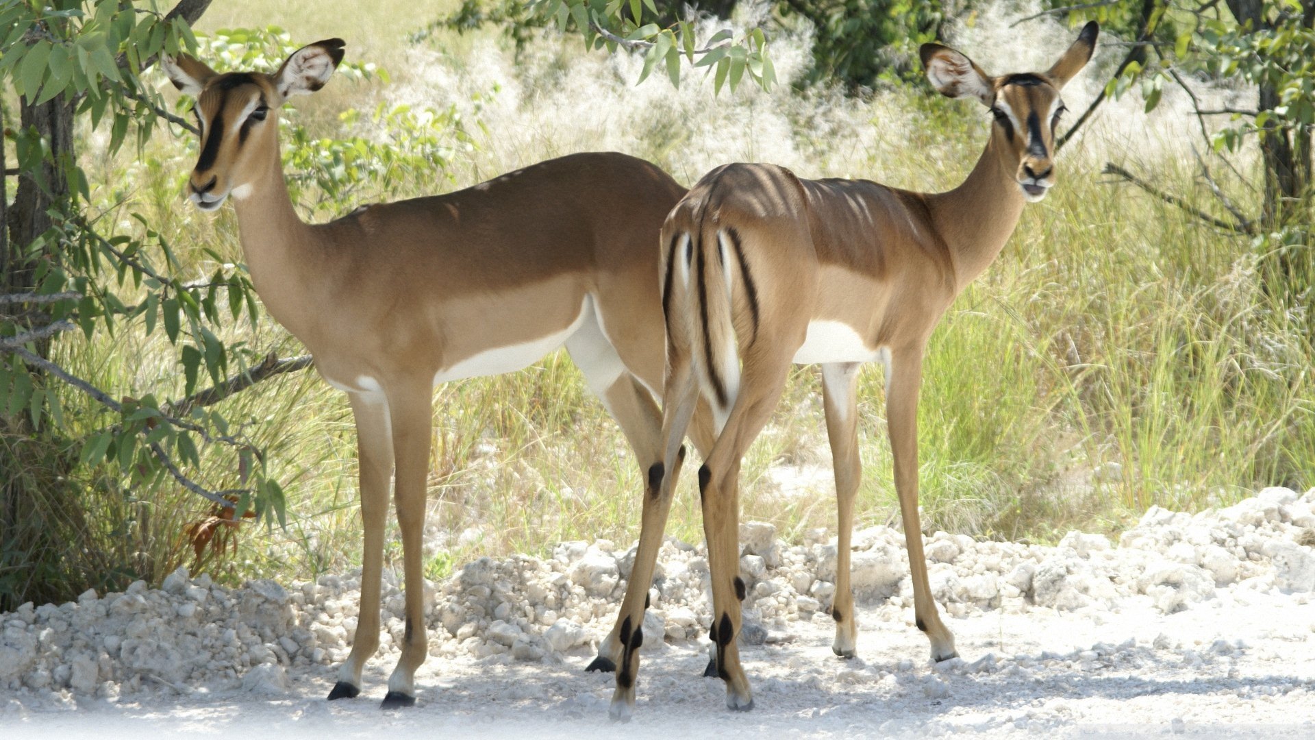 萌宠,动物,儿童桌面专用