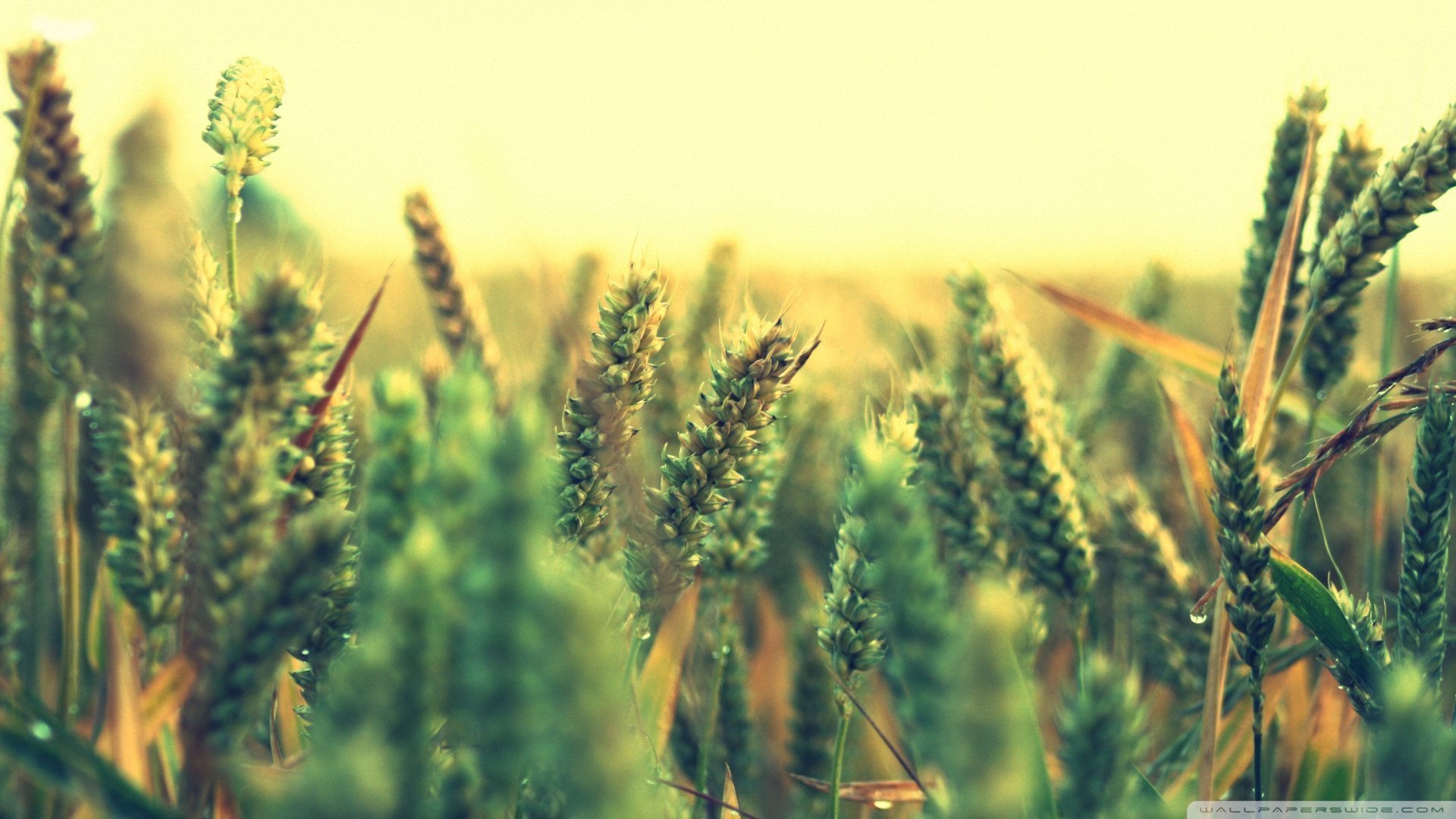 小清新,唯美,温暖,安静,阳光,温馨,儿童桌面专用