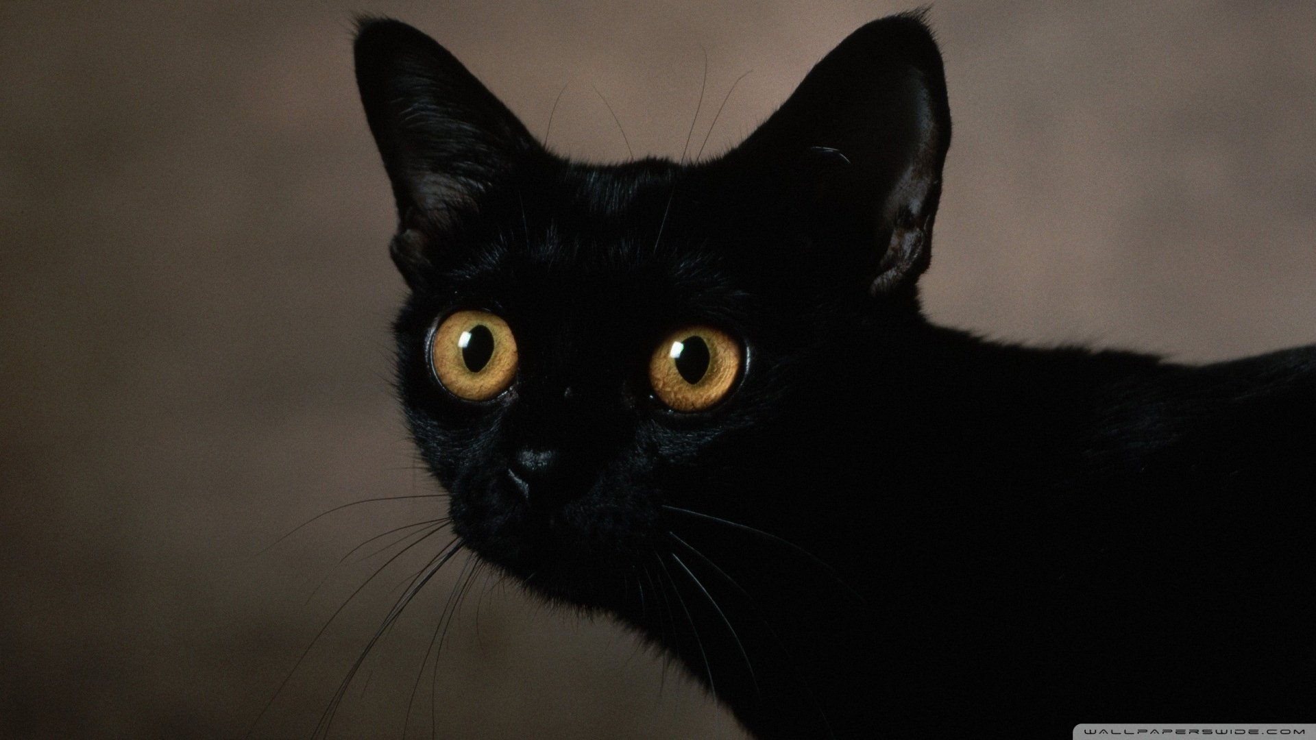 萌宠,动物,儿童桌面专用