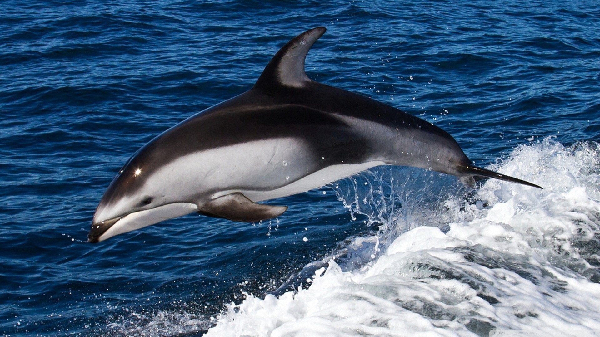 萌宠,动物,儿童桌面专用