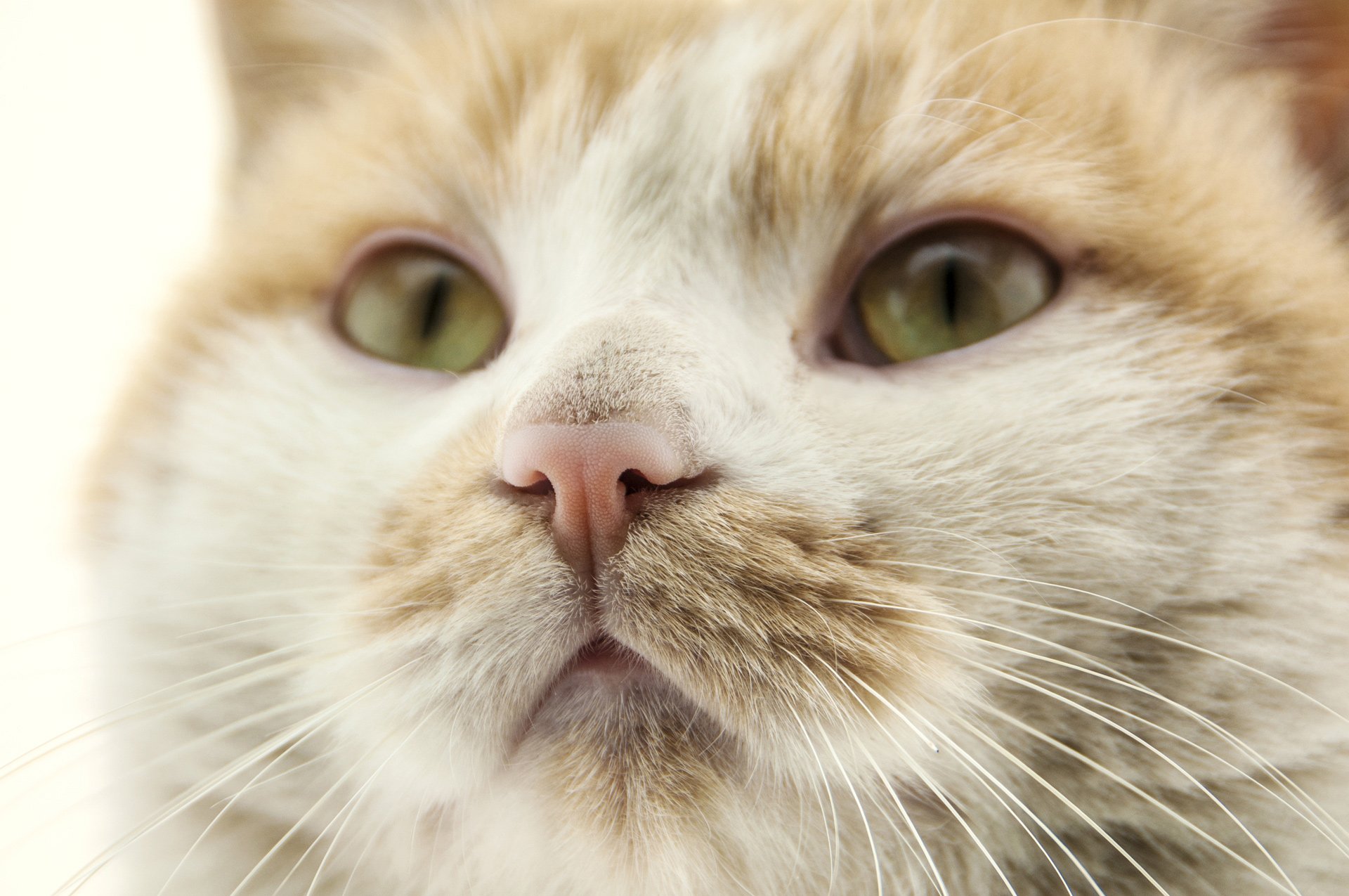 萌宠,儿童桌面专用